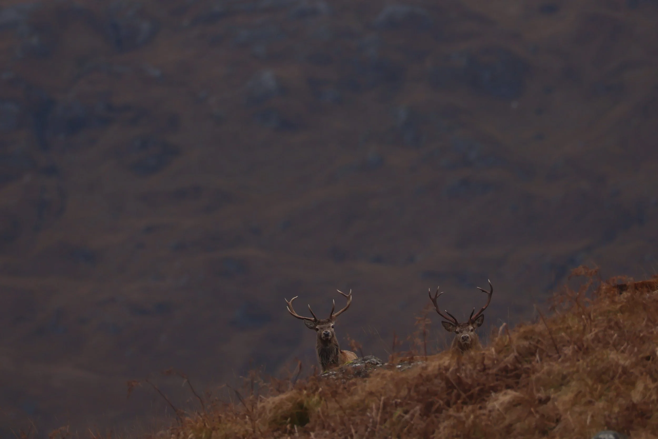 Two deer with large antlers standing on a grassy hill in a mountainous landscape.