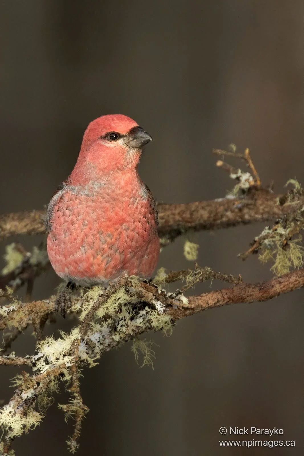 PINE GROSBEAK OR WHITE-W CROSSBILL.jpg