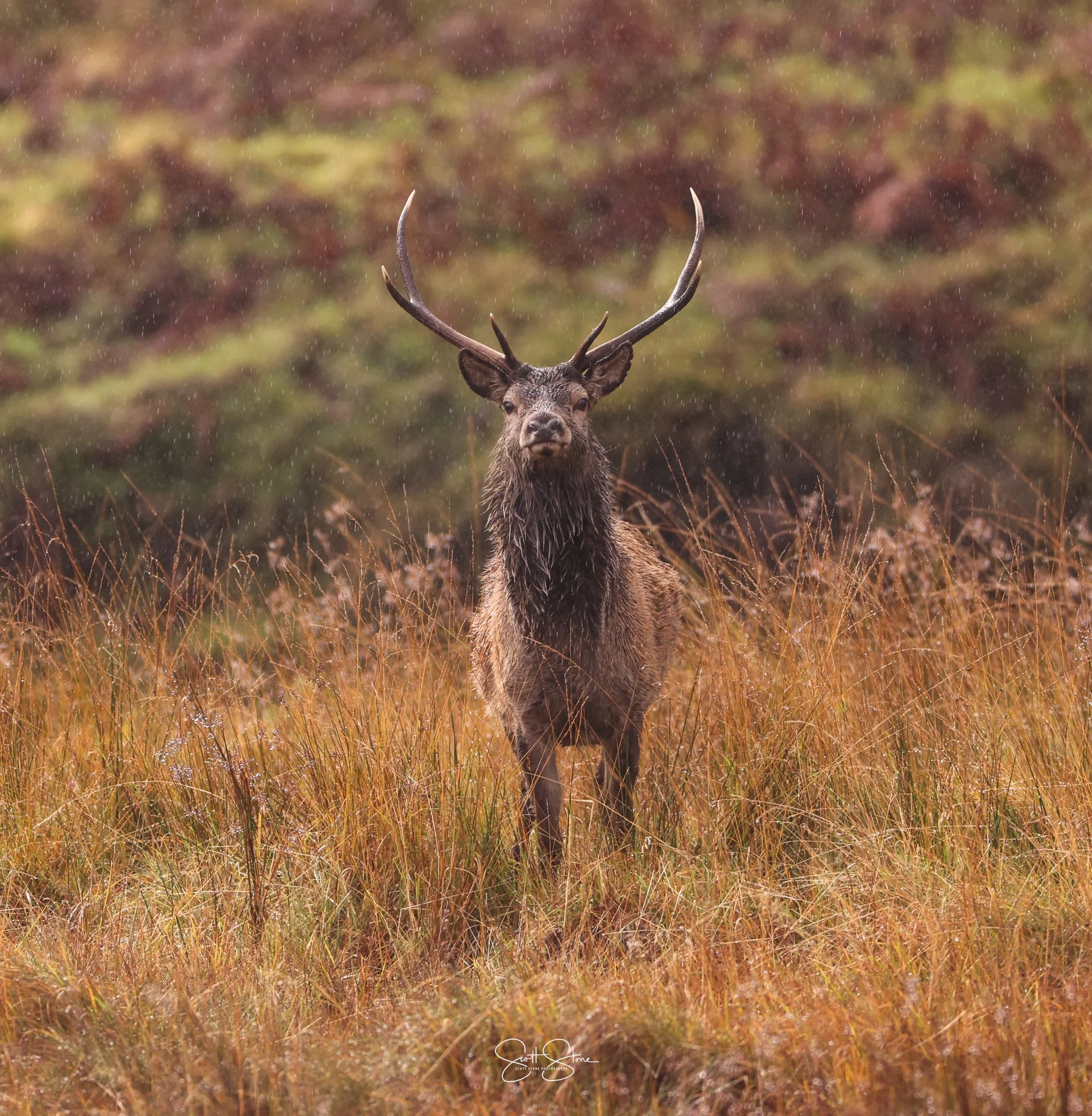 A majestic elk standing in a grassy field during a rainy day with a blurred forest background.