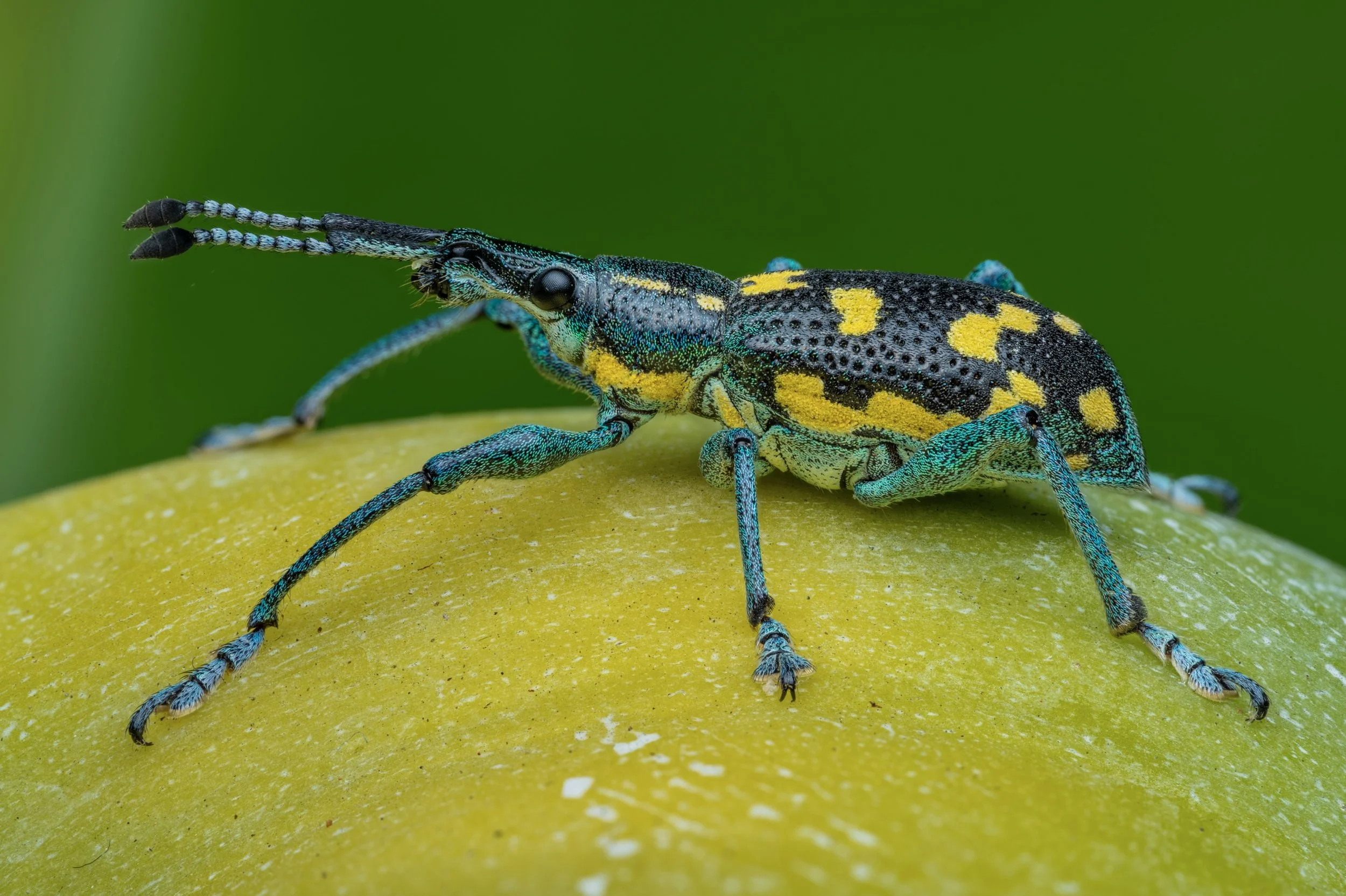 Close-up of a colorful insect with black, yellow, and blue markings on a yellow surface.