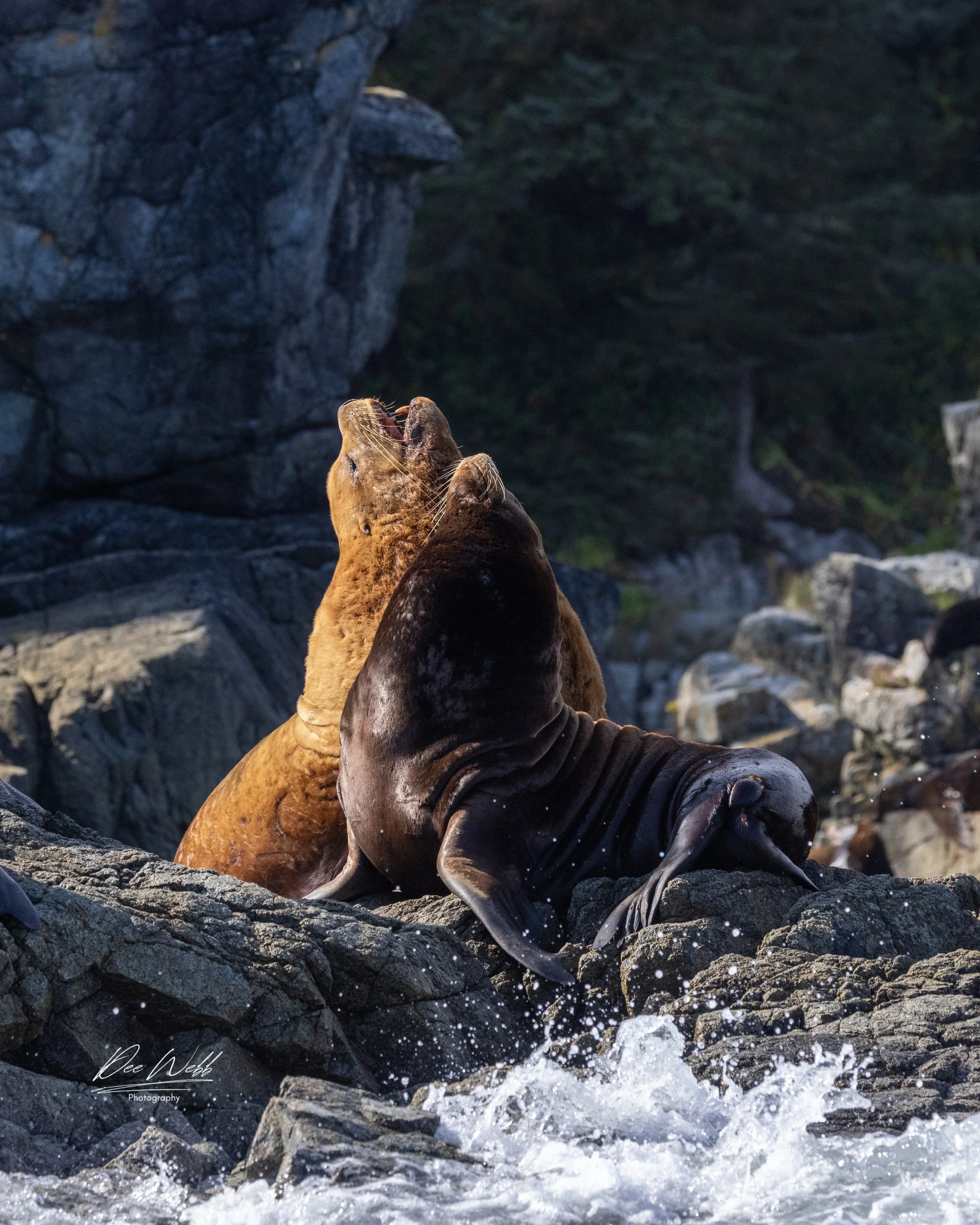 Bamfeild Seals 27.jpg