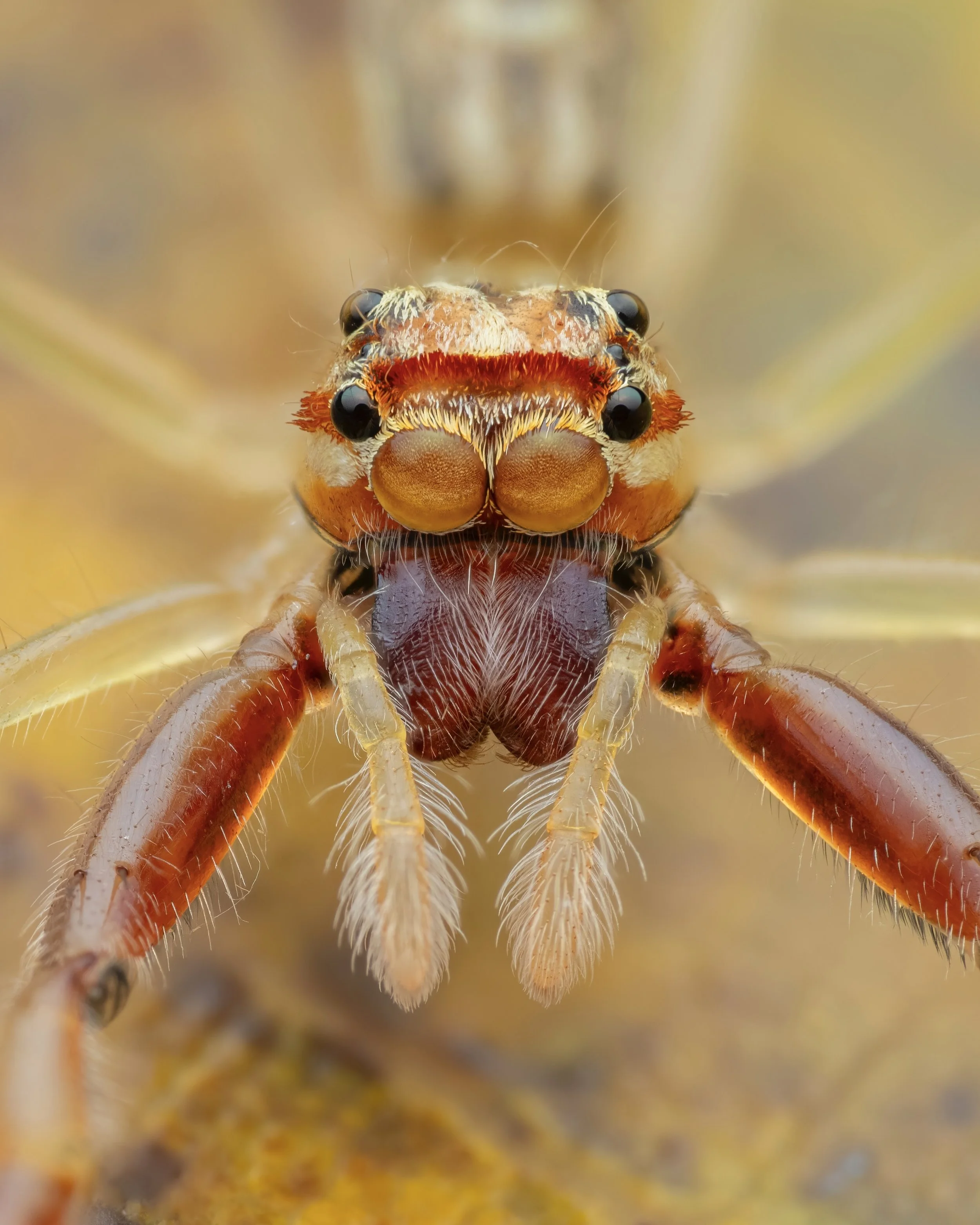 Close-up of a dragonfly facing forward, showing detailed eyes, head, and front legs.