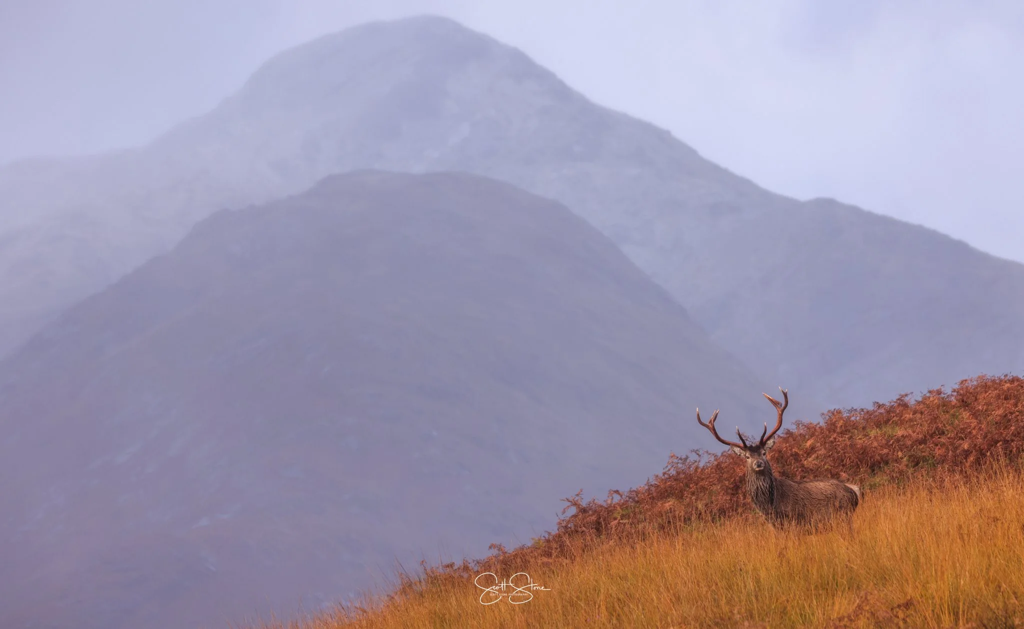 A majestic stag with large antlers standing amidst golden grass on a hillside, with misty mountains in the background.