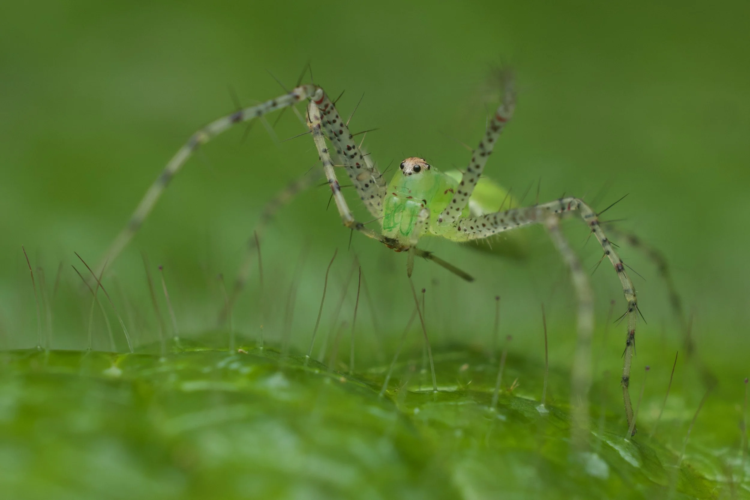 Close-up of a small green spider with distinctive spotted legs holding an insect prey against a blurred green background.