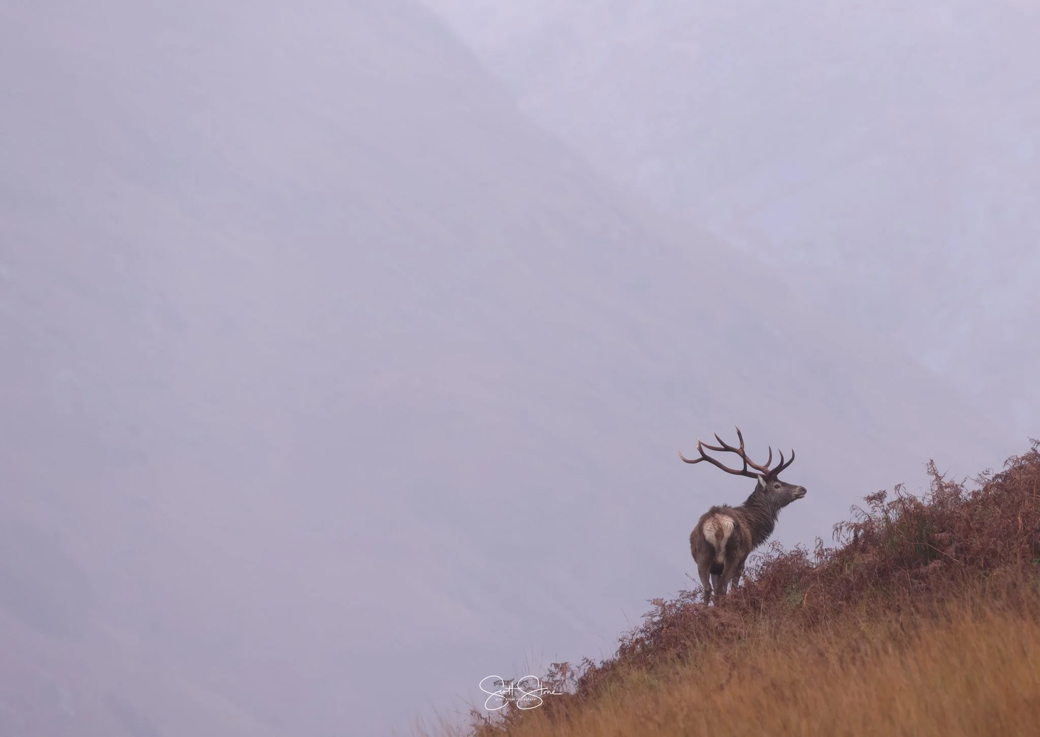 A lone reindeer standing on a hillside covered with dry grass, looking to the right, with a cloudy sky in the background.
