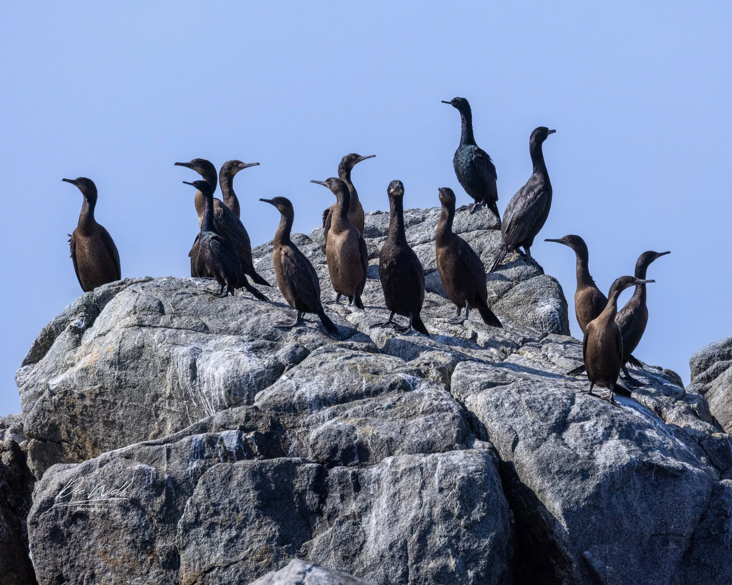 Bamfeild Birds 5.jpg