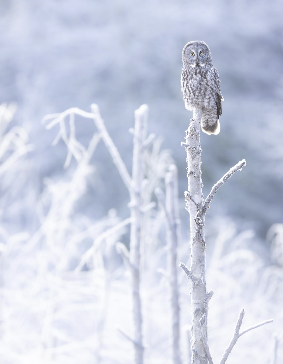 Canada Owls & Jasper National Park Extension