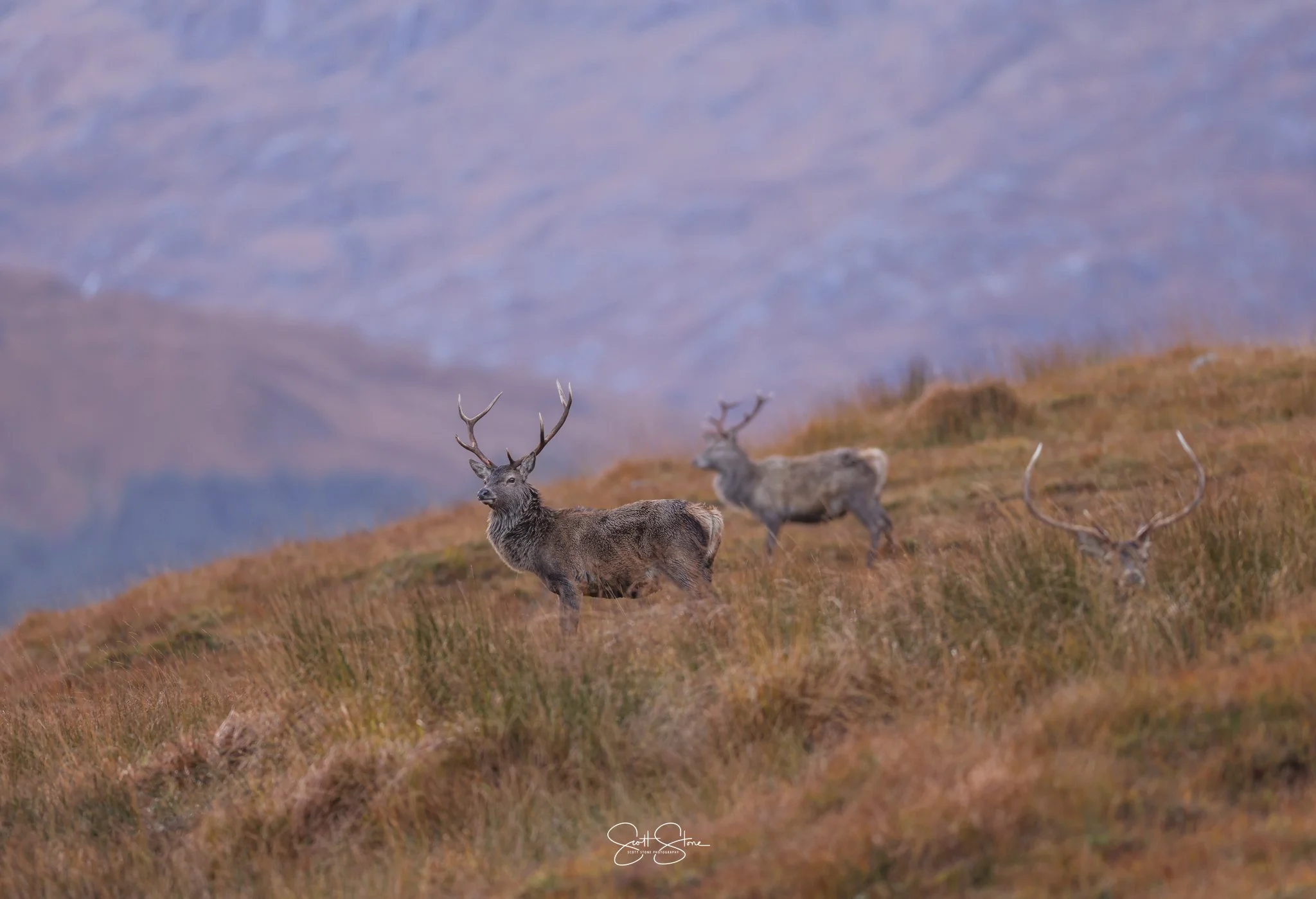 Three deer with large antlers standing on a grassy hillside with a mountain landscape in the background.