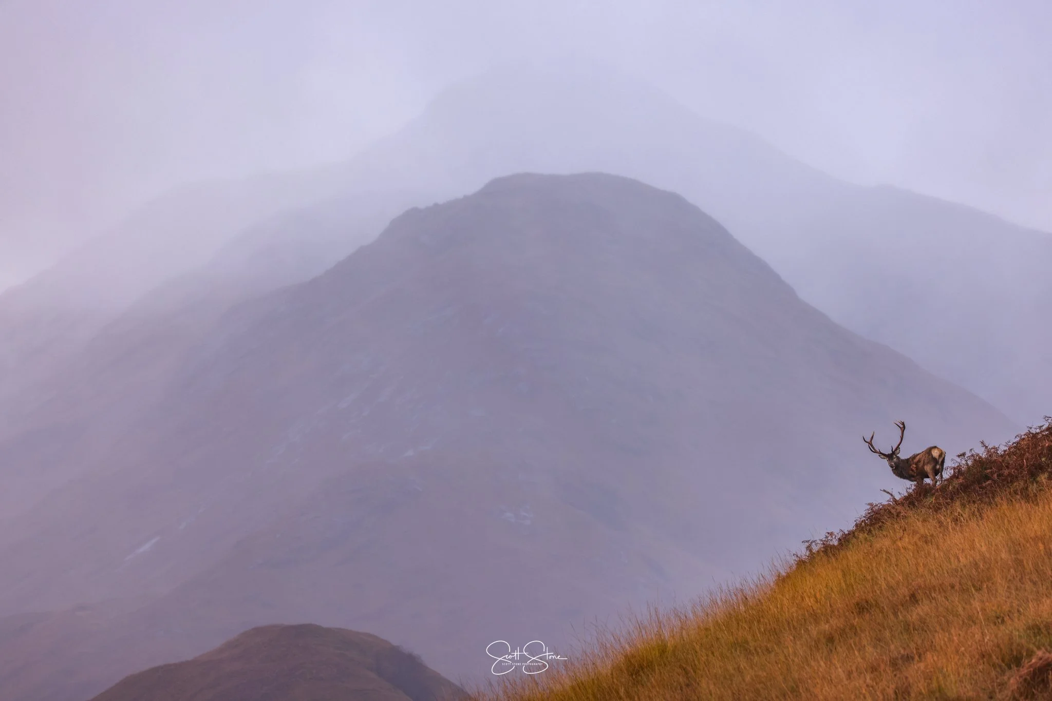 A lone reindeer standing on a grassy hillside with mountain peaks and mist in the background.