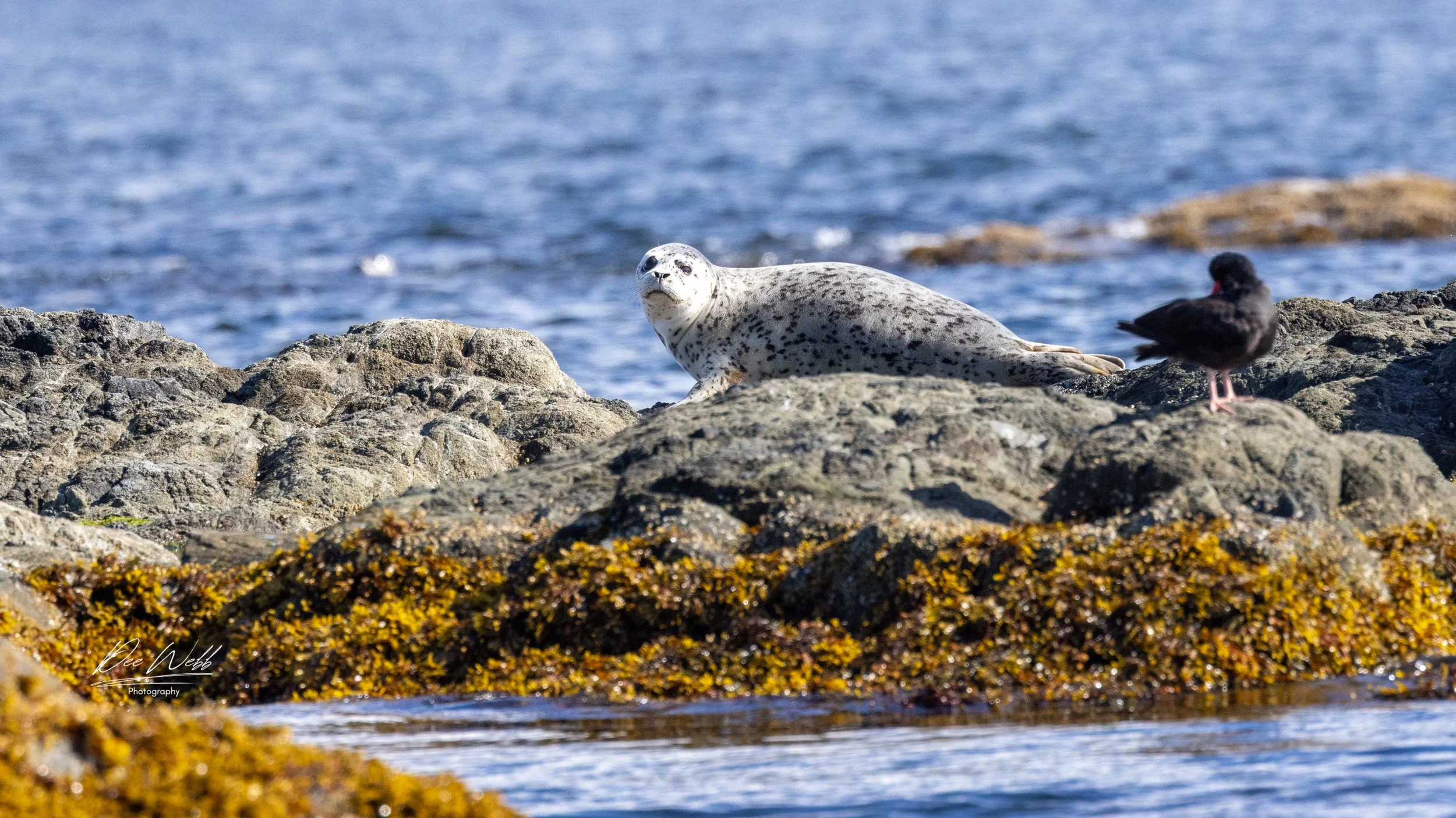 Bamfeild Birds 21 copy.jpg