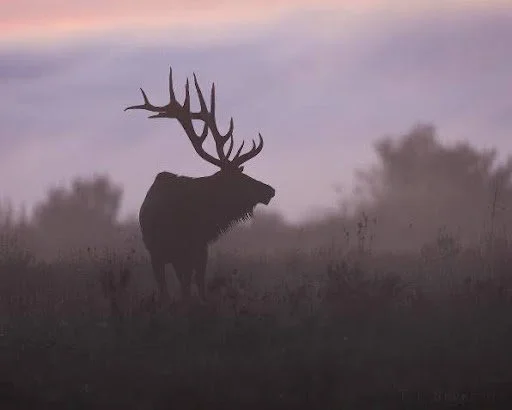 Silhouette of a bull elk with large antlers standing in a foggy landscape beneath a soft pink and purple sky.