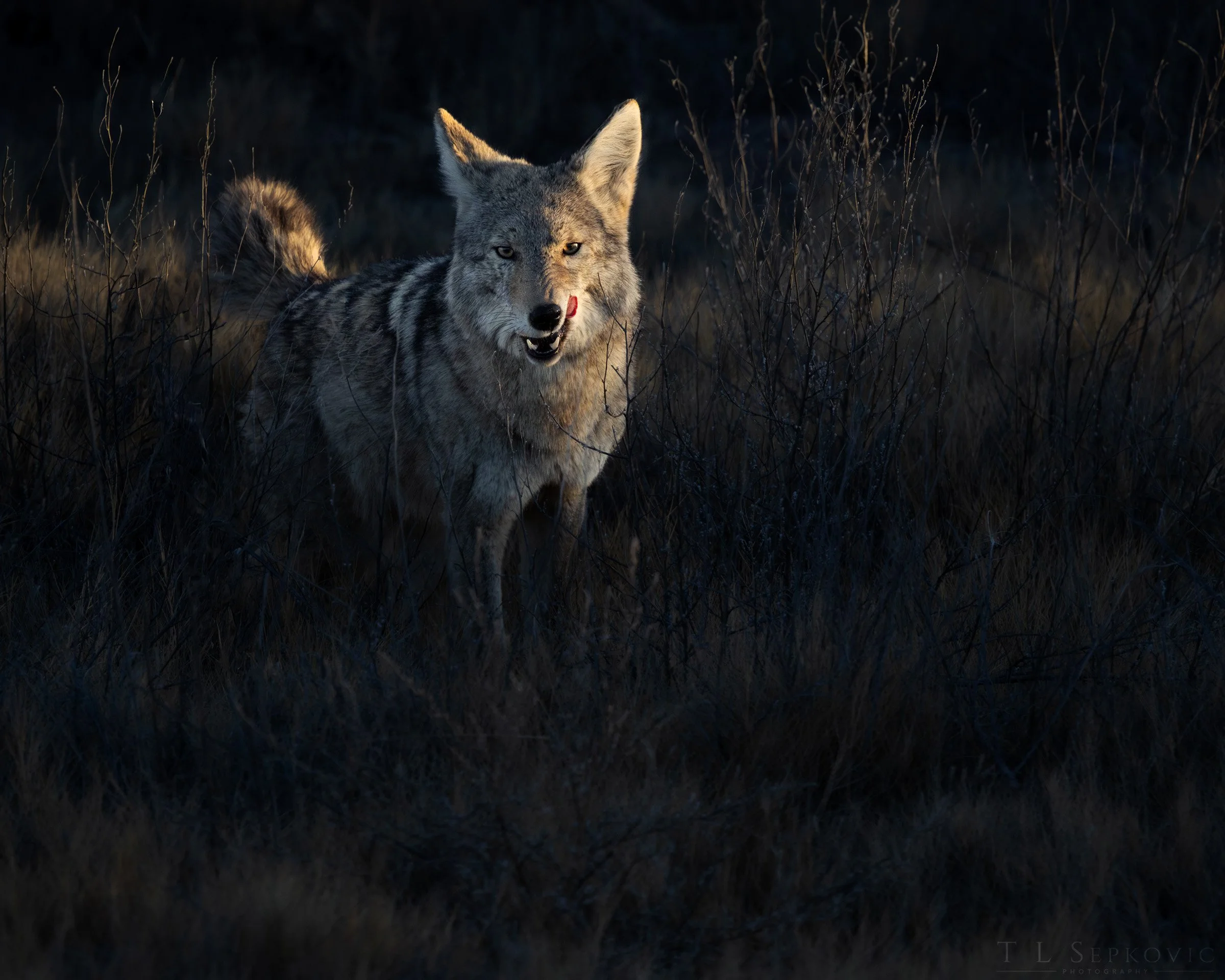 7W0A4340-a (web).jpg