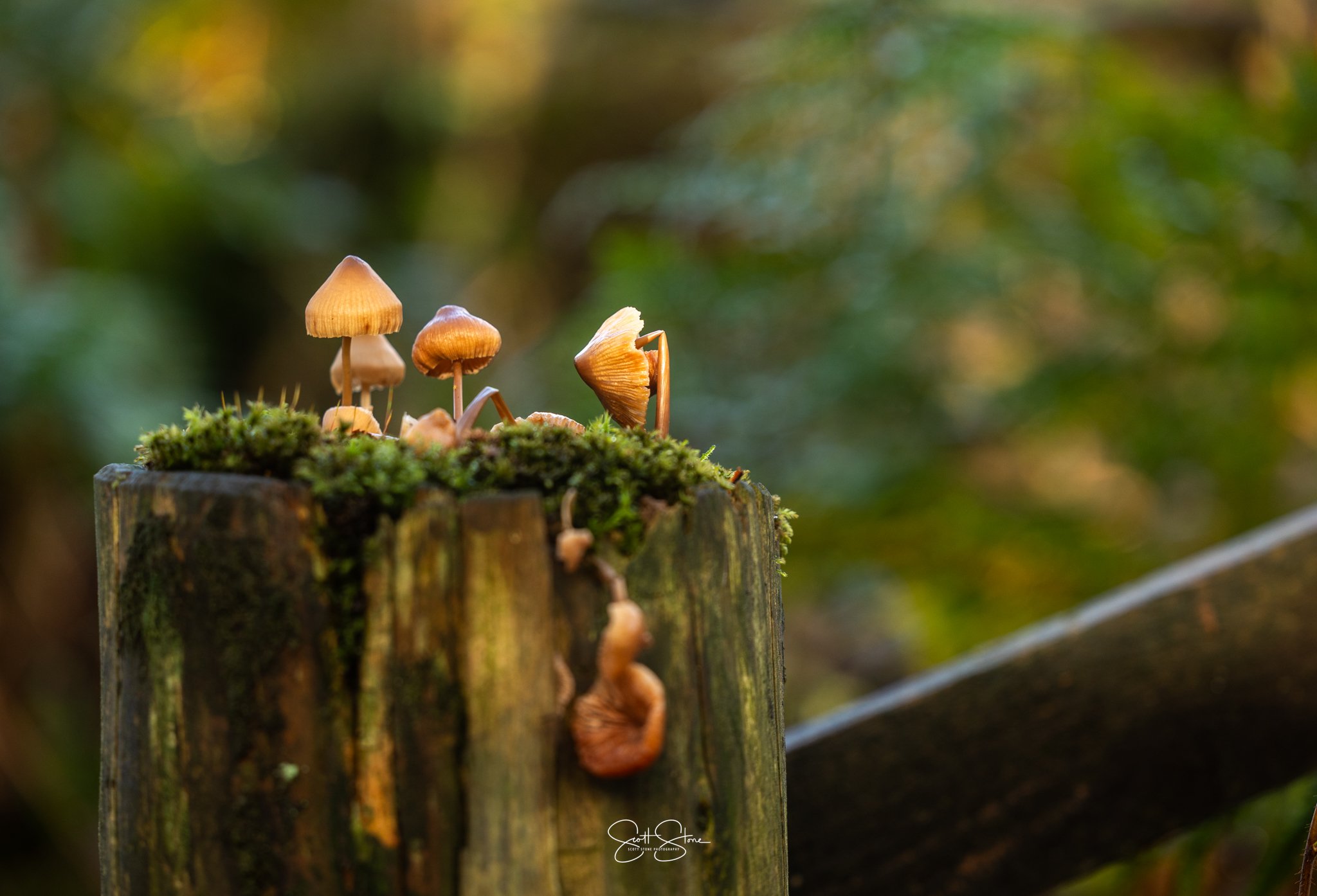 Small brown mushrooms growing on moss-covered wood post in a forest.