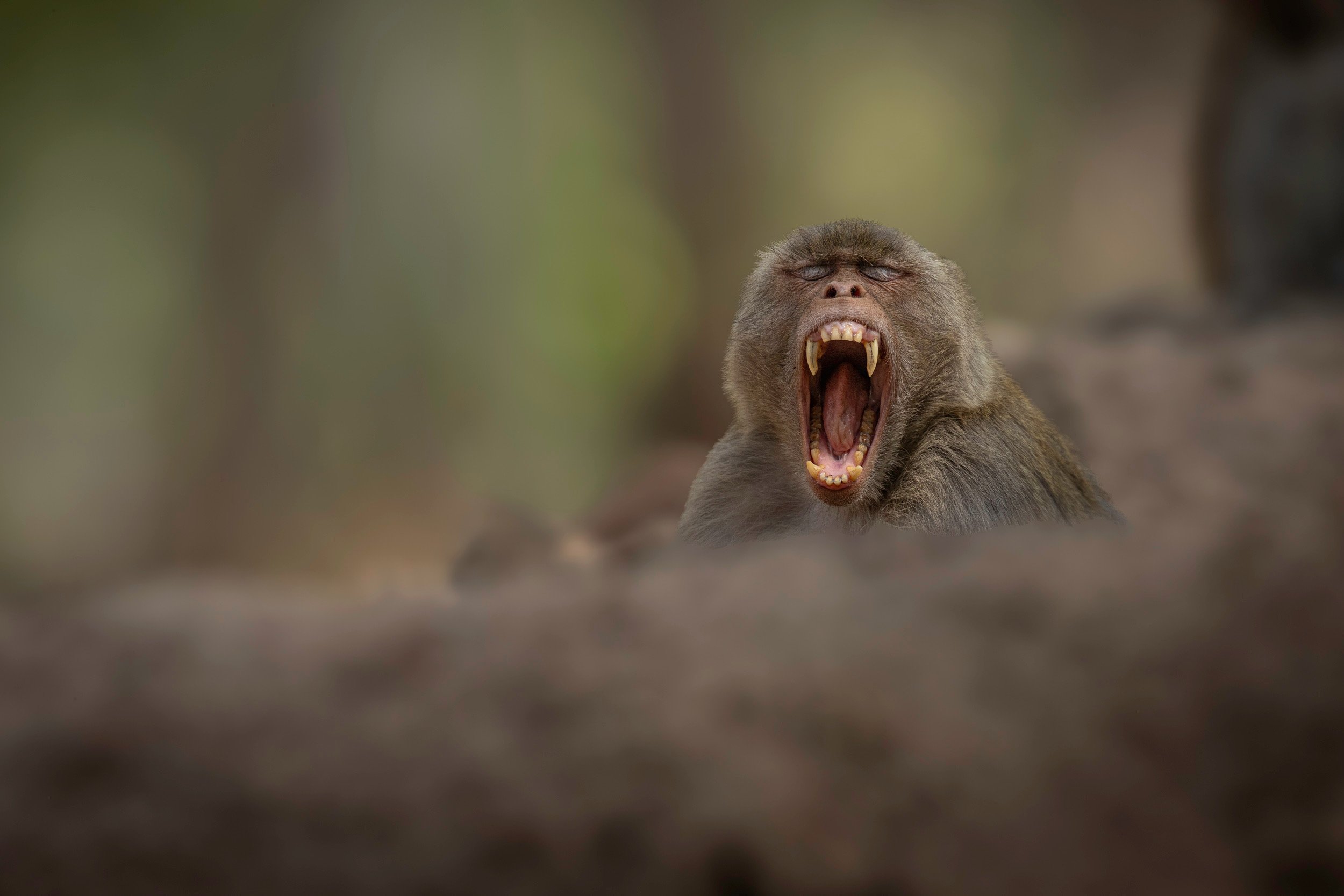 JM250408-Day2-Bandhavgarh-R5II-1080.jpeg