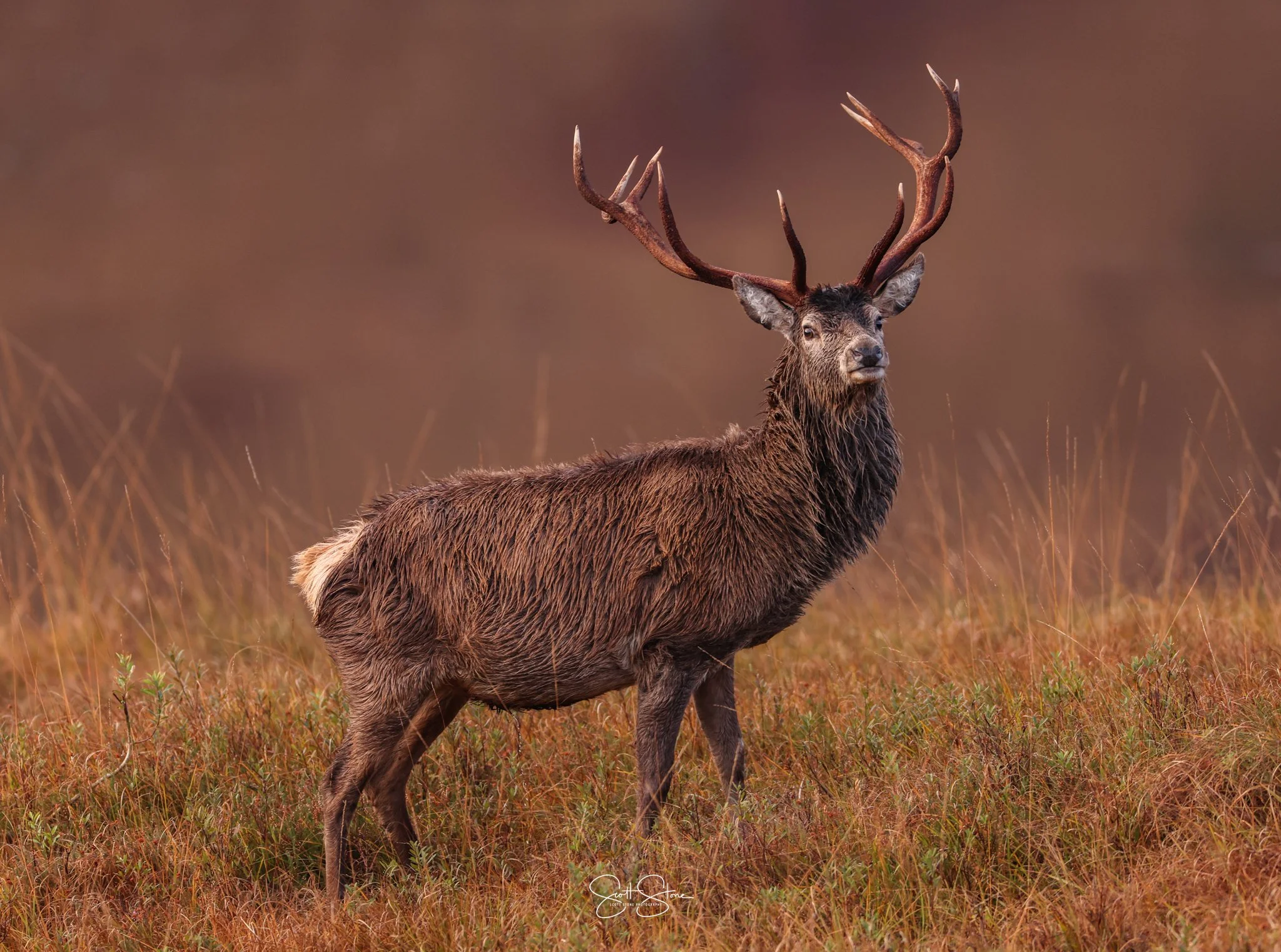 A majestic elk with large antlers standing in a grassy field during autumn or early winter.