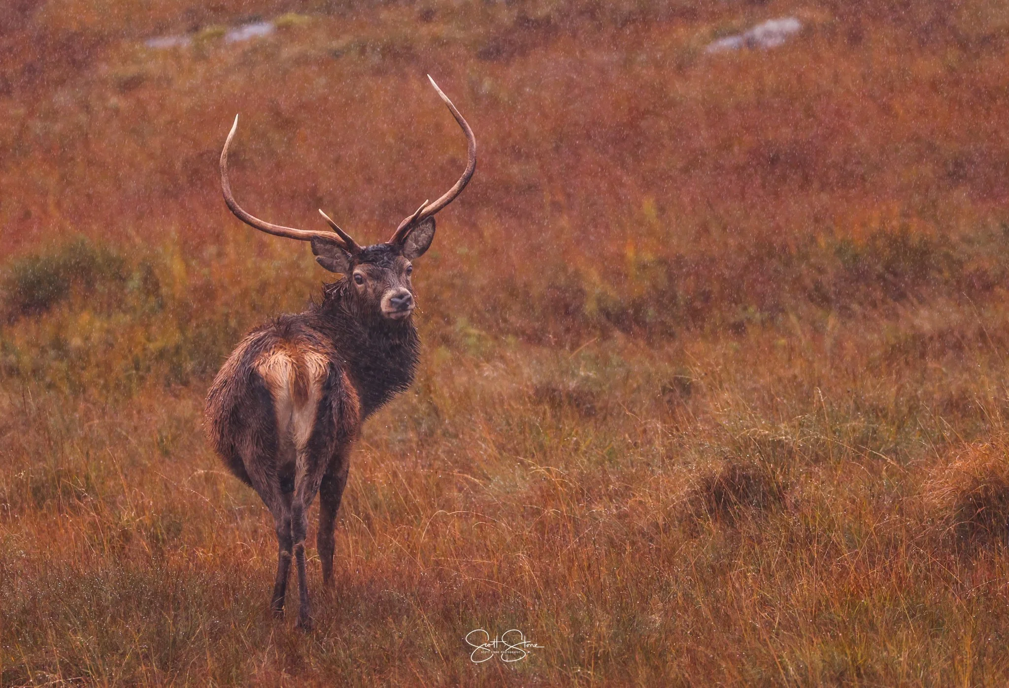 A moose standing in a grassy, reddish-brown landscape with tall grass and a distant background.