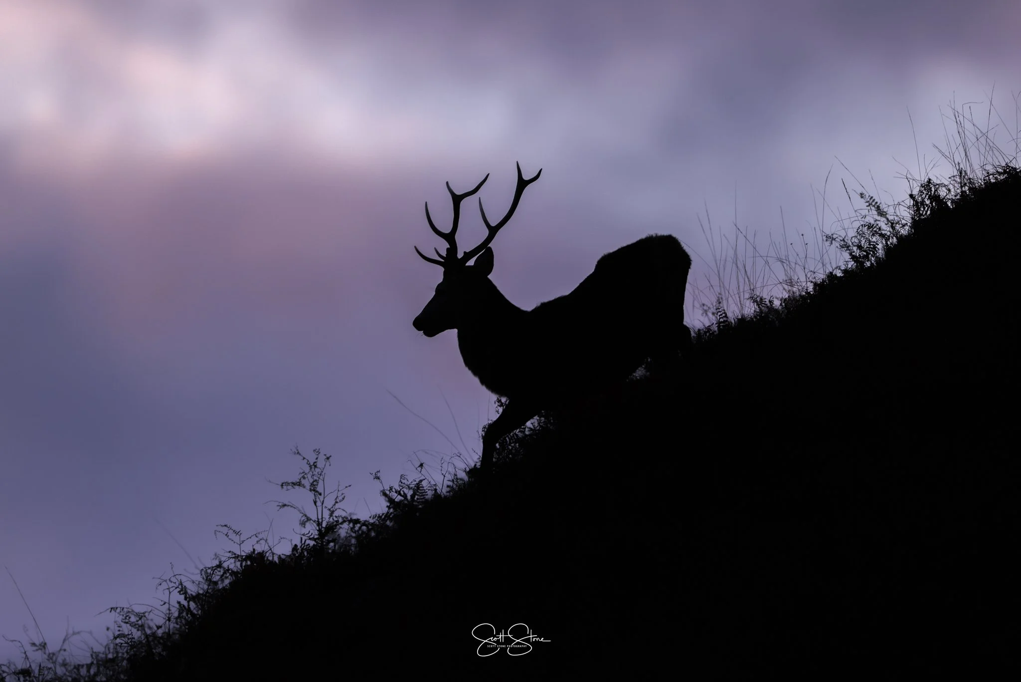 Silhouette of a deer with antlers on a hillside at dusk or dawn