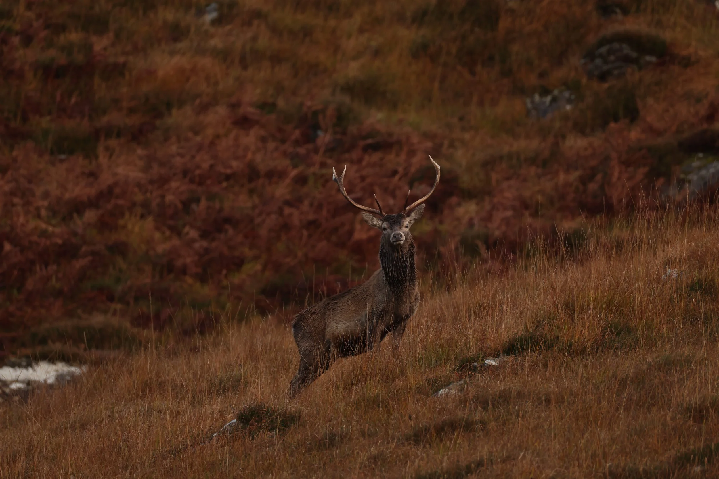 A stag standing on a grassy hillside with brownish-orange terrain and rocks in the background, looking directly at the camera.