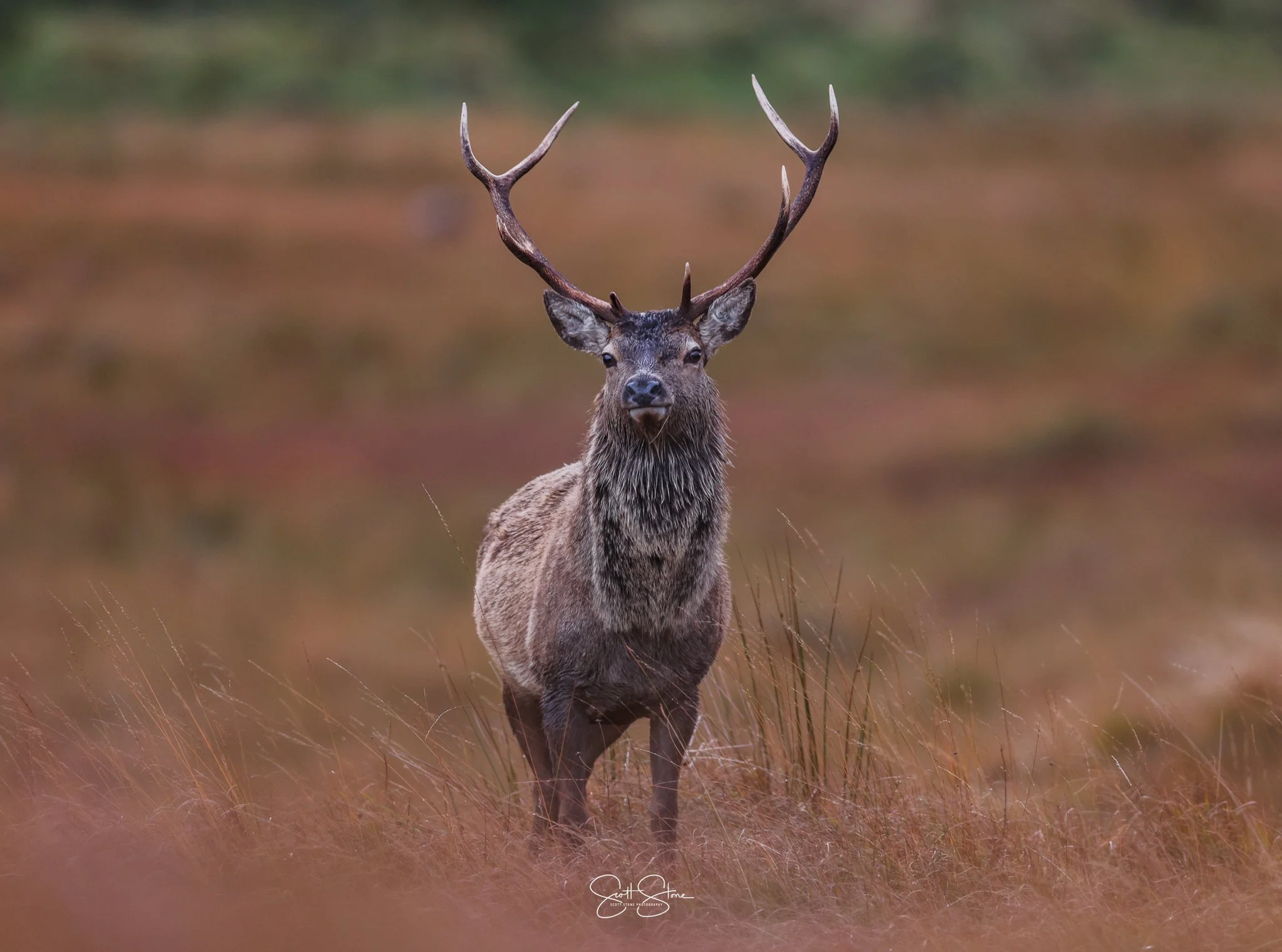 A majestic stag with large antlers stands in a grassy field.