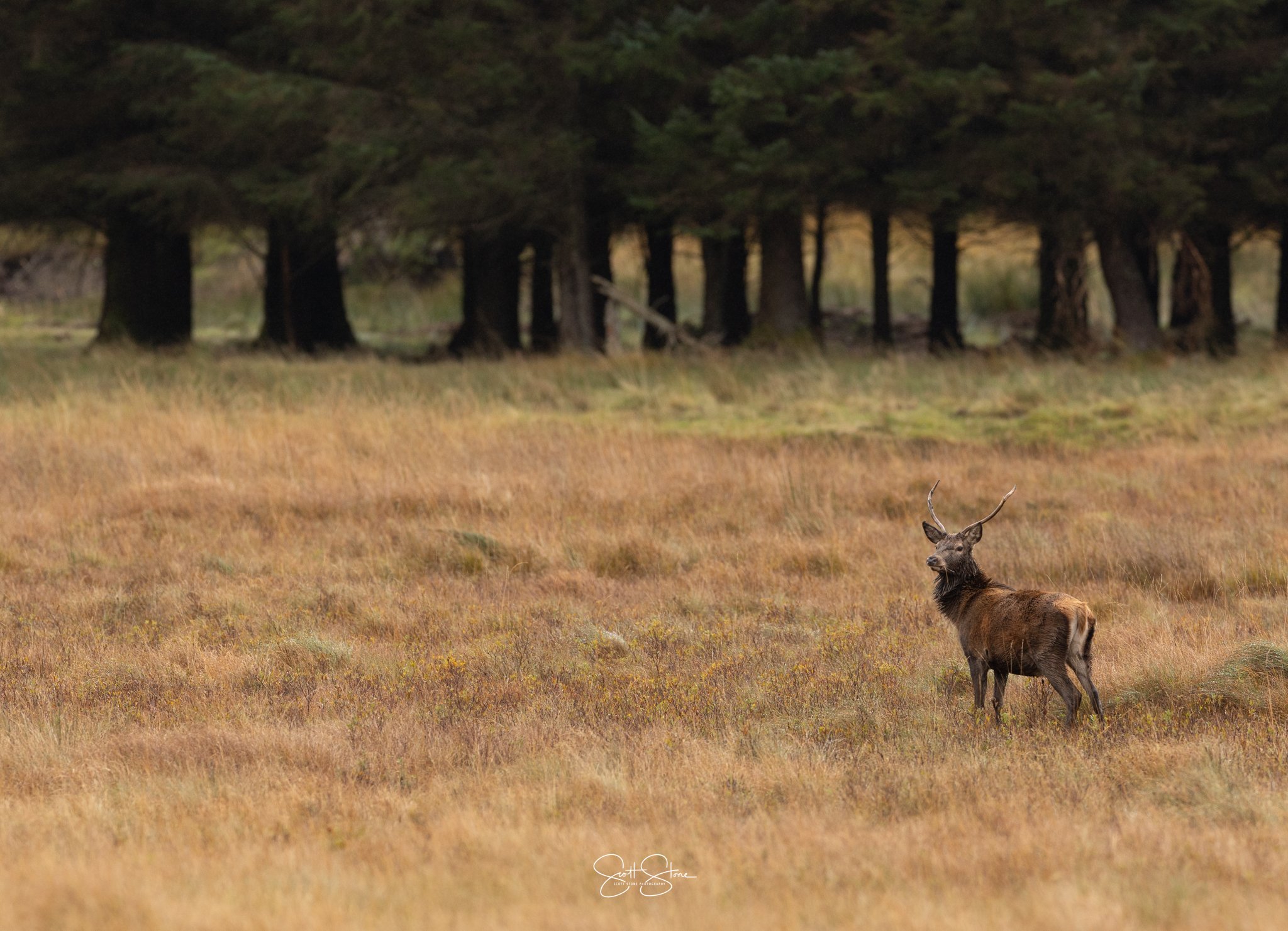 A lone elk with antlers standing in a grassy field with a forest of trees in the background.