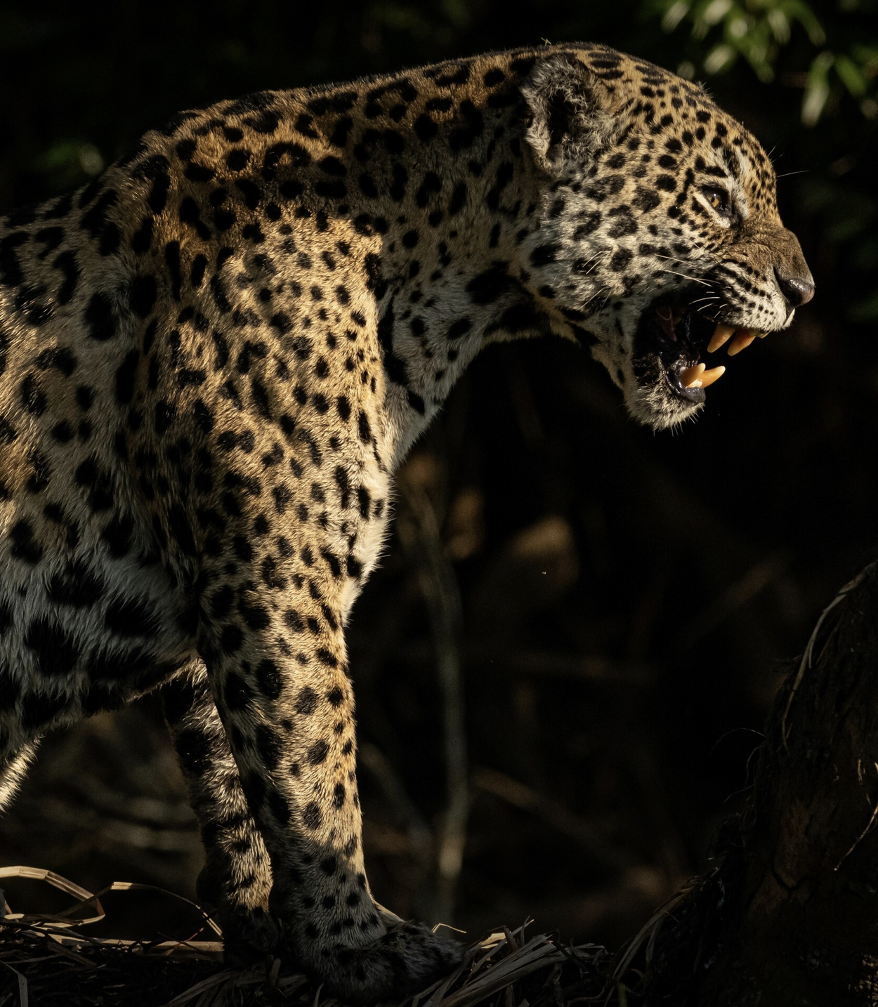 Pantanal Jaguars - September 14-24, 2027