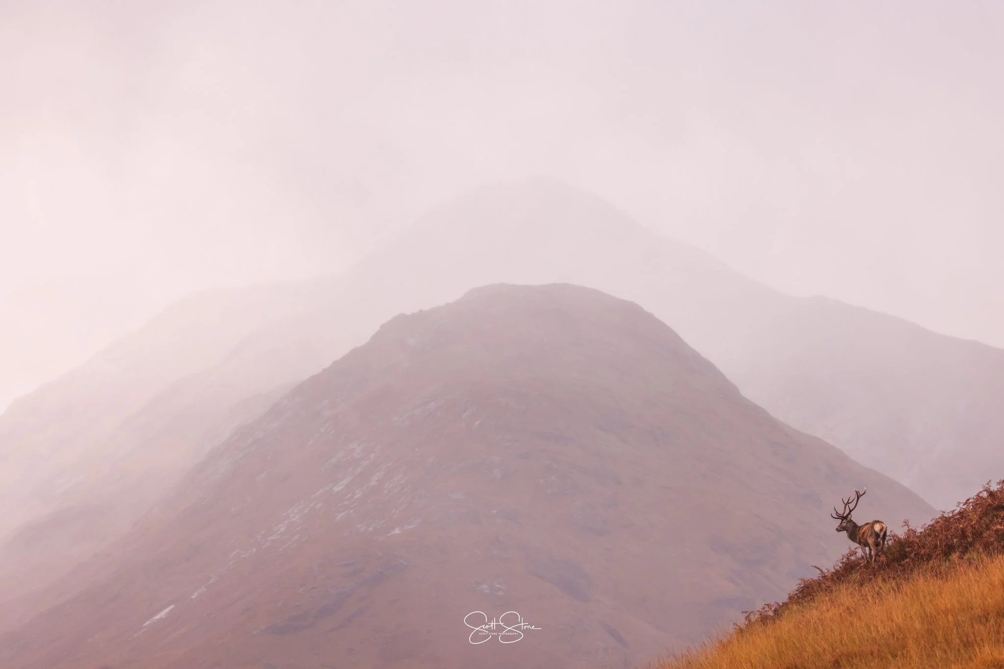 A lone reindeer with large antlers standing on a grassy hillside with mountain peaks in the background, shrouded in mist.