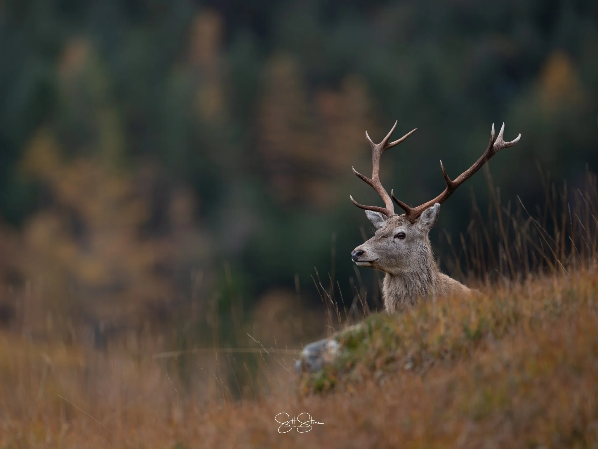 A deer with large antlers standing in a grassy field with blurred trees in the background.