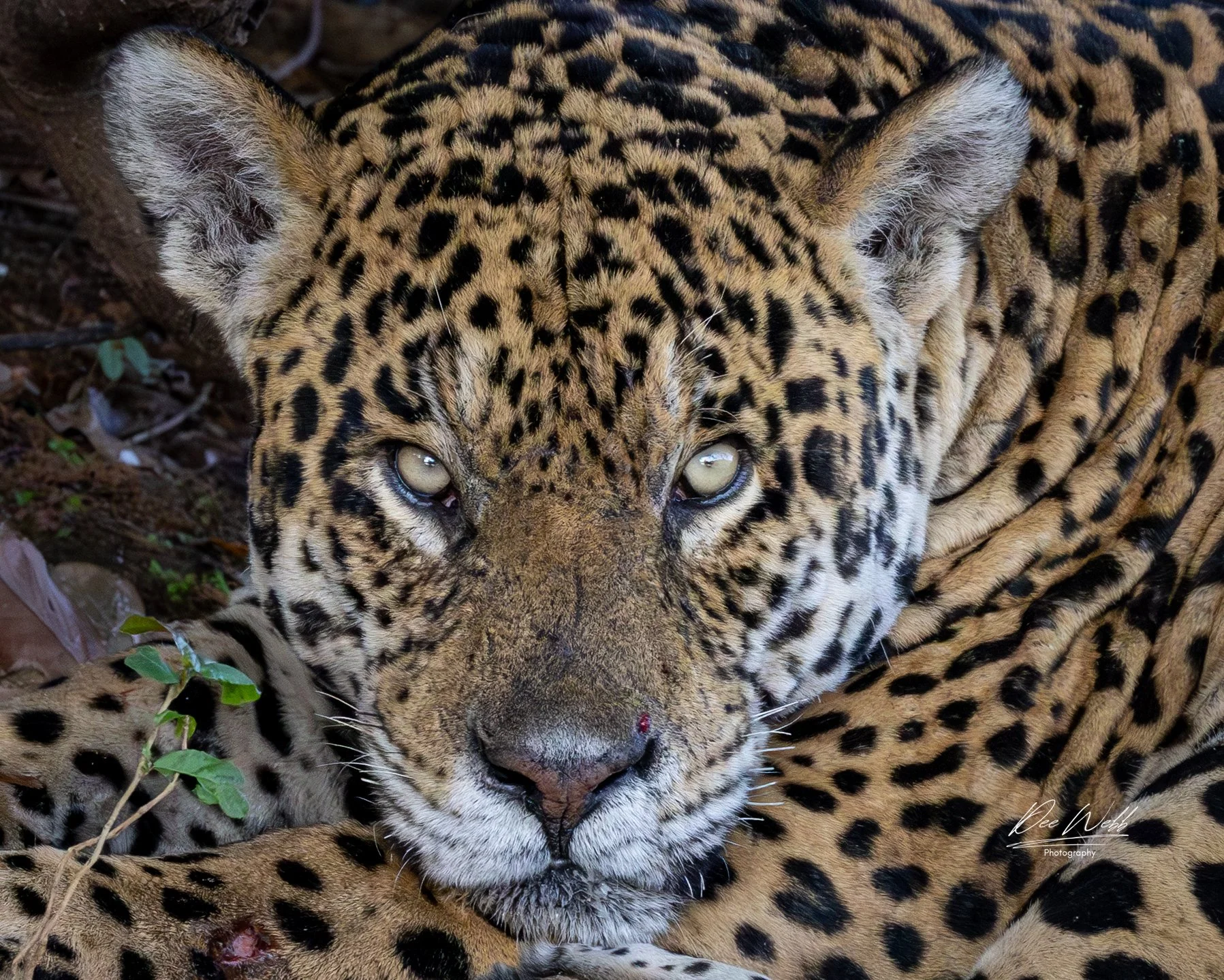 A jaguar drinks from the river in the Pantanal, Brazil