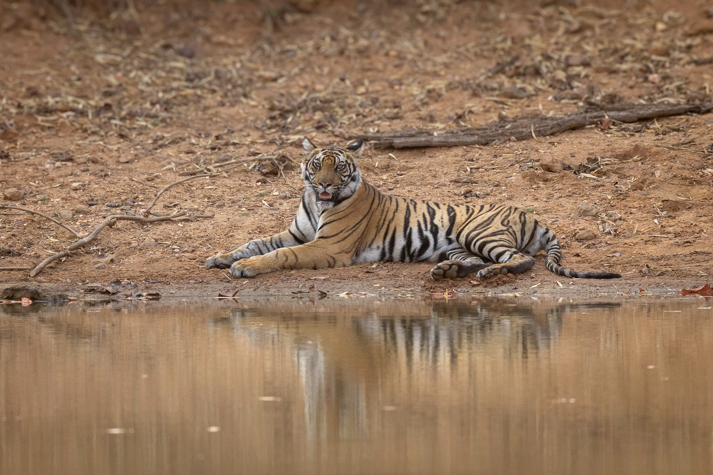 JM250408-Day1B-Bandhavgarh-R5II-9988.jpeg