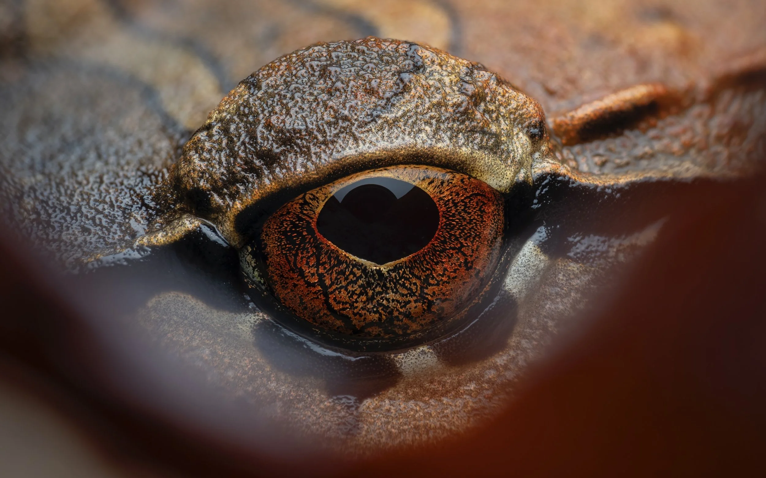 Close-up of a frog's eye with a heart-shaped reflection, showing detailed texture and coloration around the eye.
