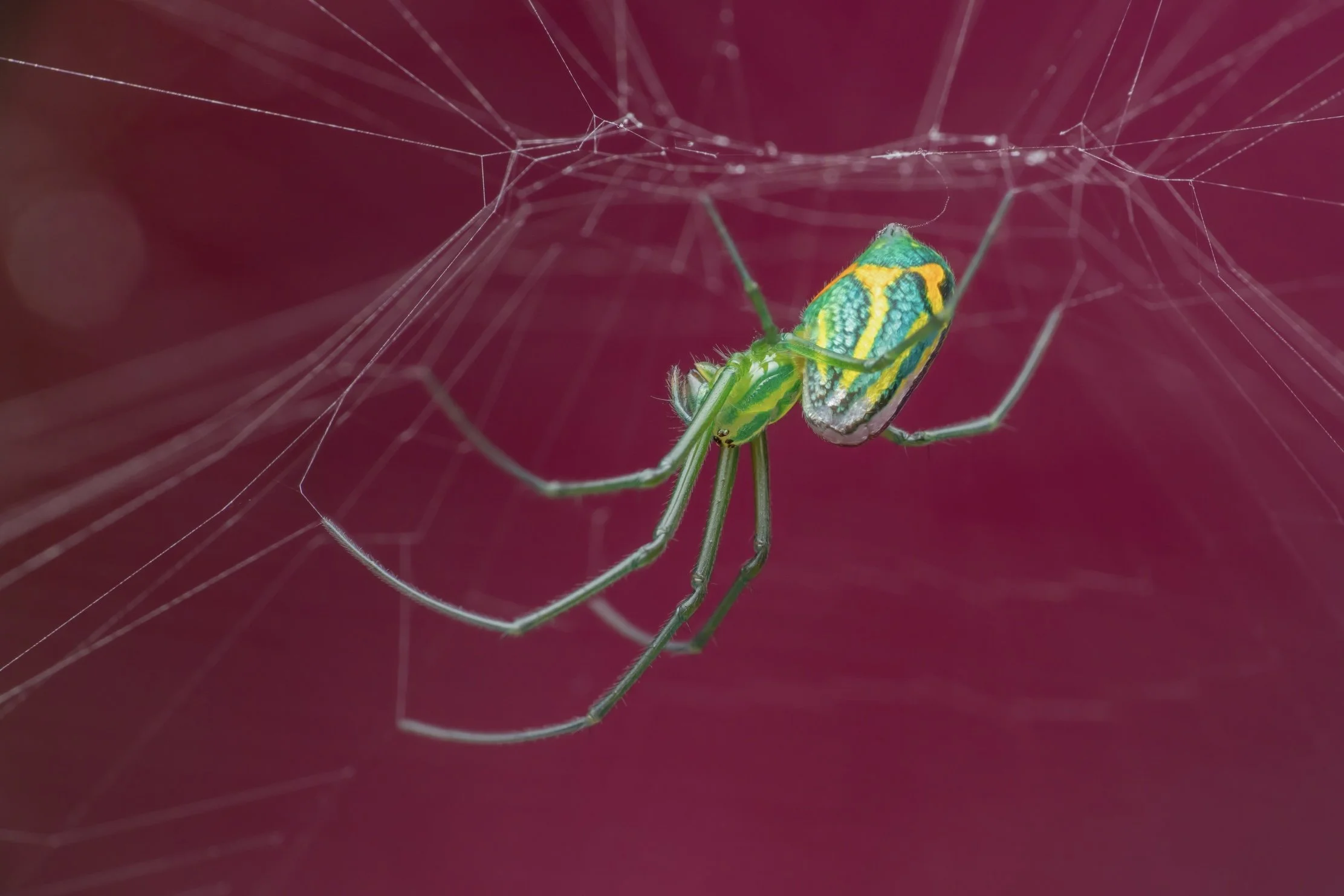 Close-up of a green and yellow spider on a web with a blurred pink background.