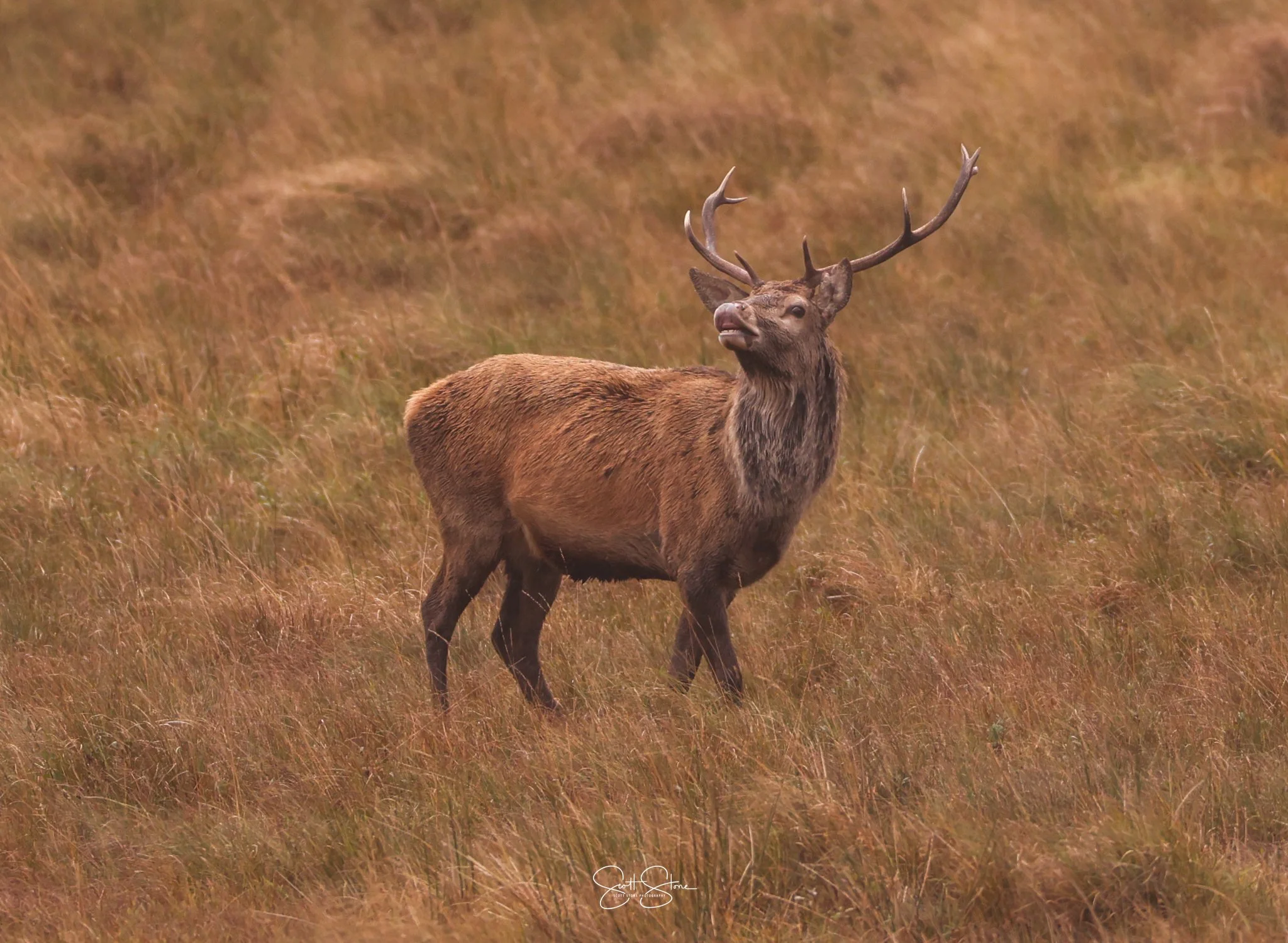A male elk standing in tall, brown grass with antlers extending outward.