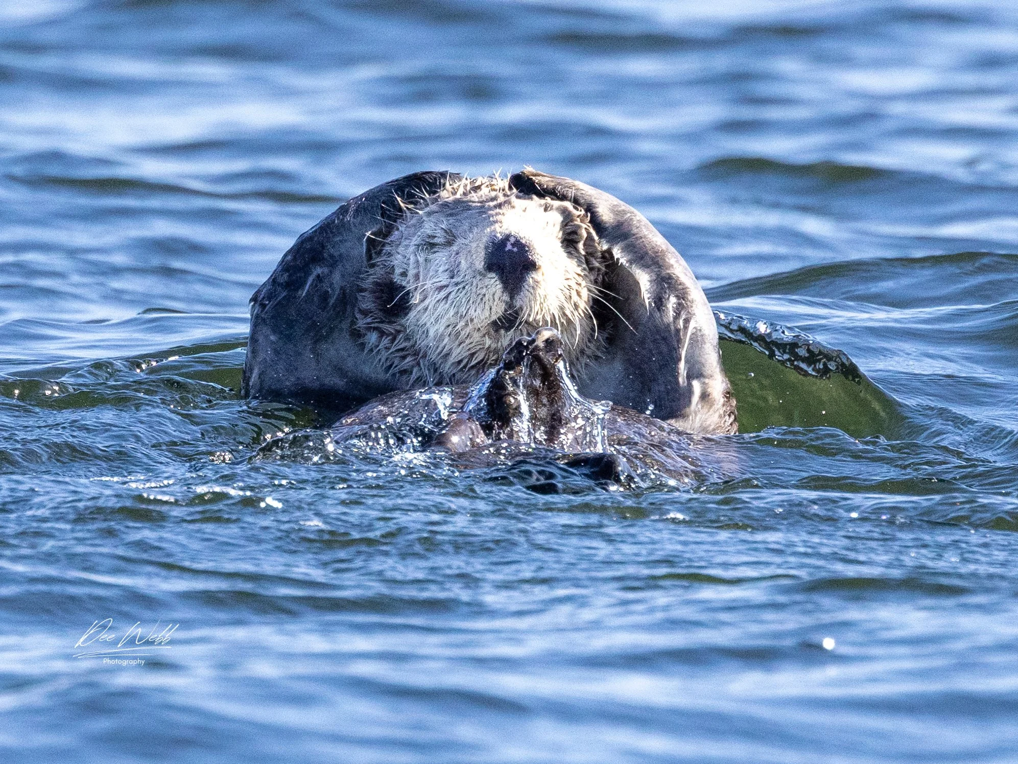 Bamfeild Otter 4.jpg