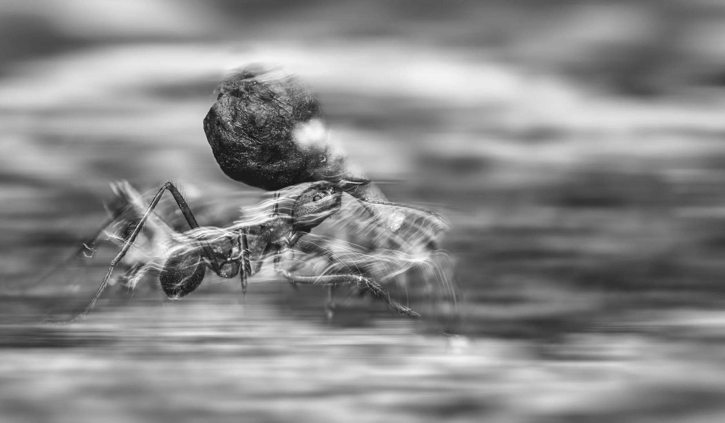A black and white photo of an ant carrying a large rock on its back, walking on water with ripples.