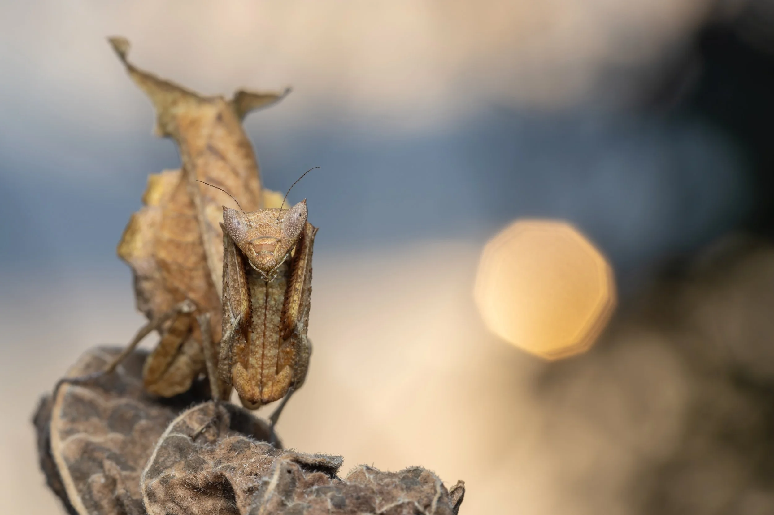 Close-up of a brown insect, possibly a grasshopper or cicada, perched on a dried leaf.