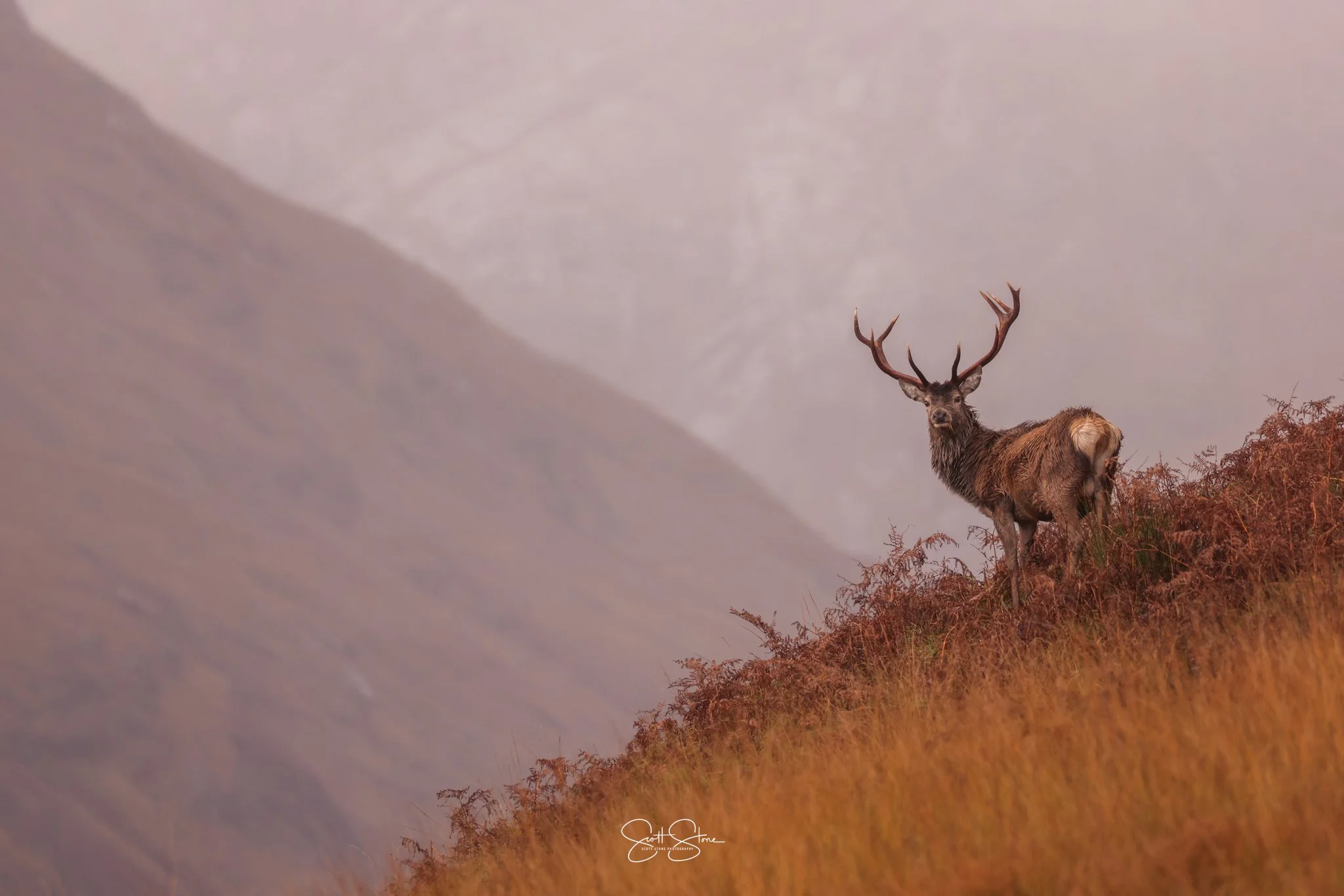 A large adult stag with antlers standing on a hillside covered with reddish-brown grass and shrubs. Mountain landscape in the background under cloudy sky.