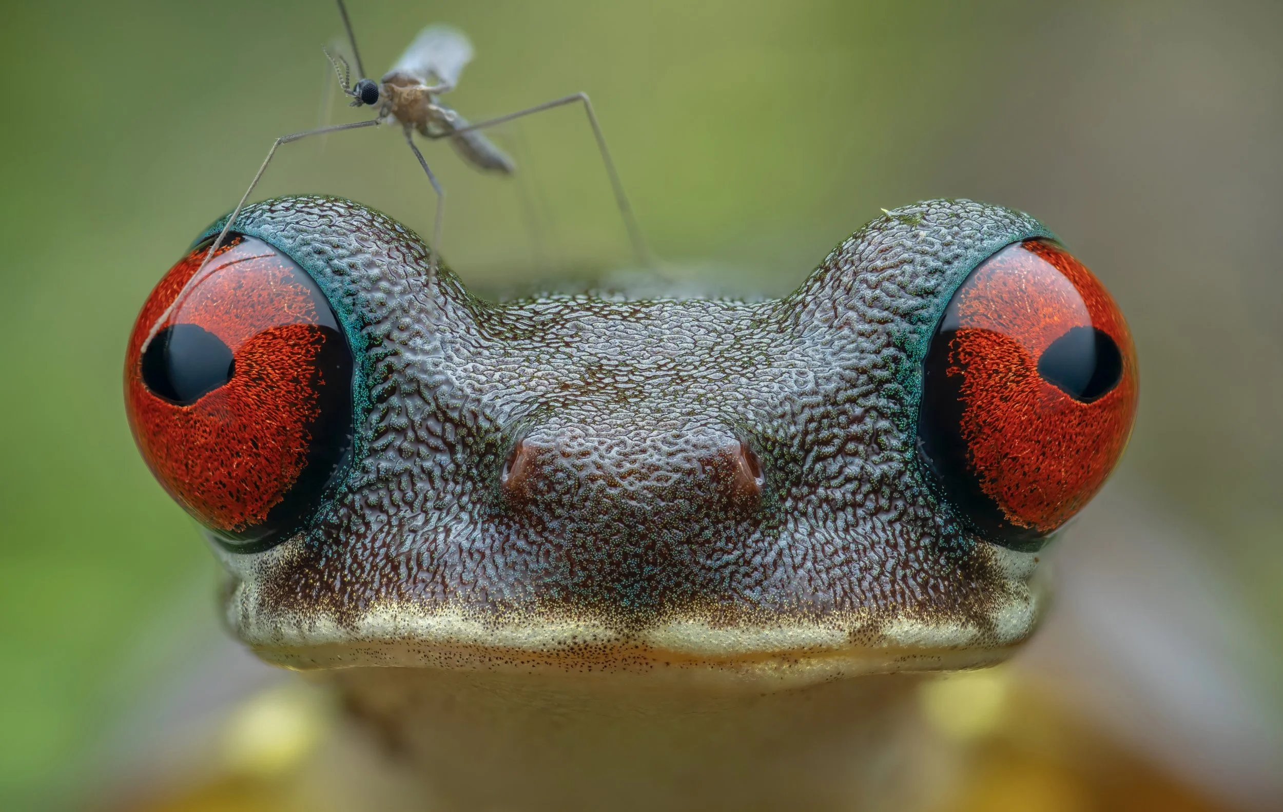 Close-up of a frog's face with large red eyes and textured skin, with a small insect on its head.