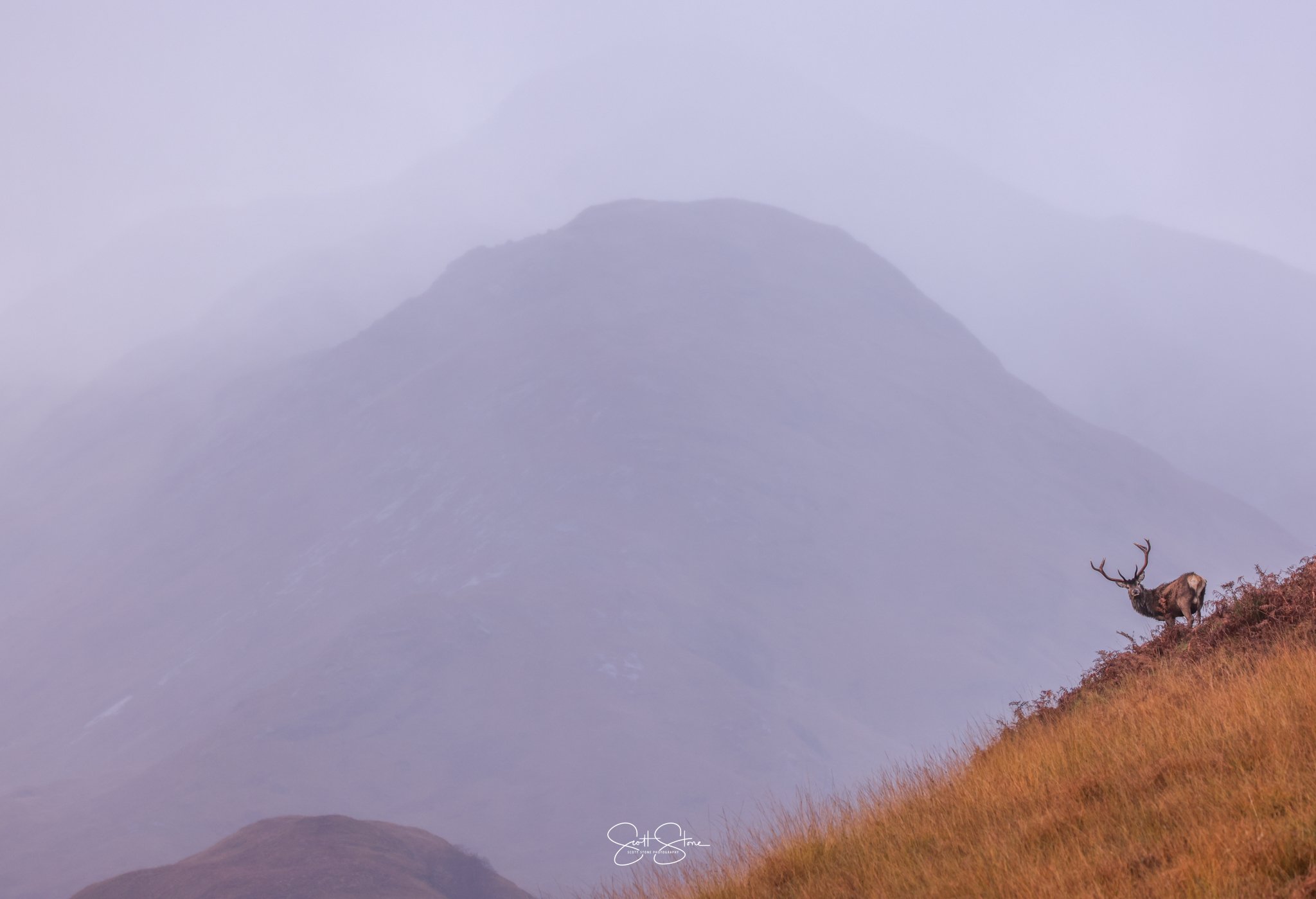 A lone elk with antlers standing on a grassy hillside with misty mountains in the background.
