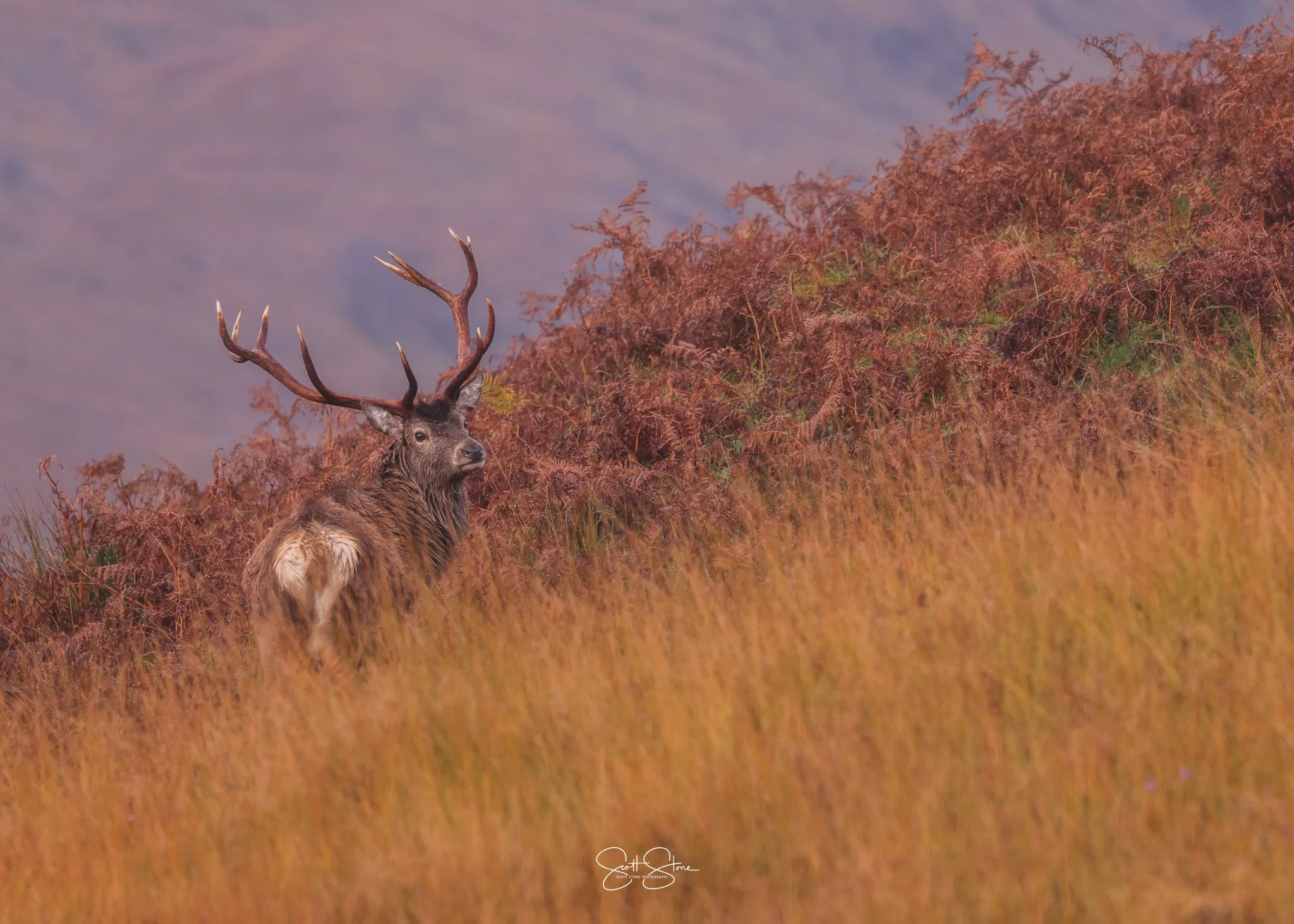 A majestic red stag standing among tall grasses and brownish shrubbery in a natural outdoor setting.