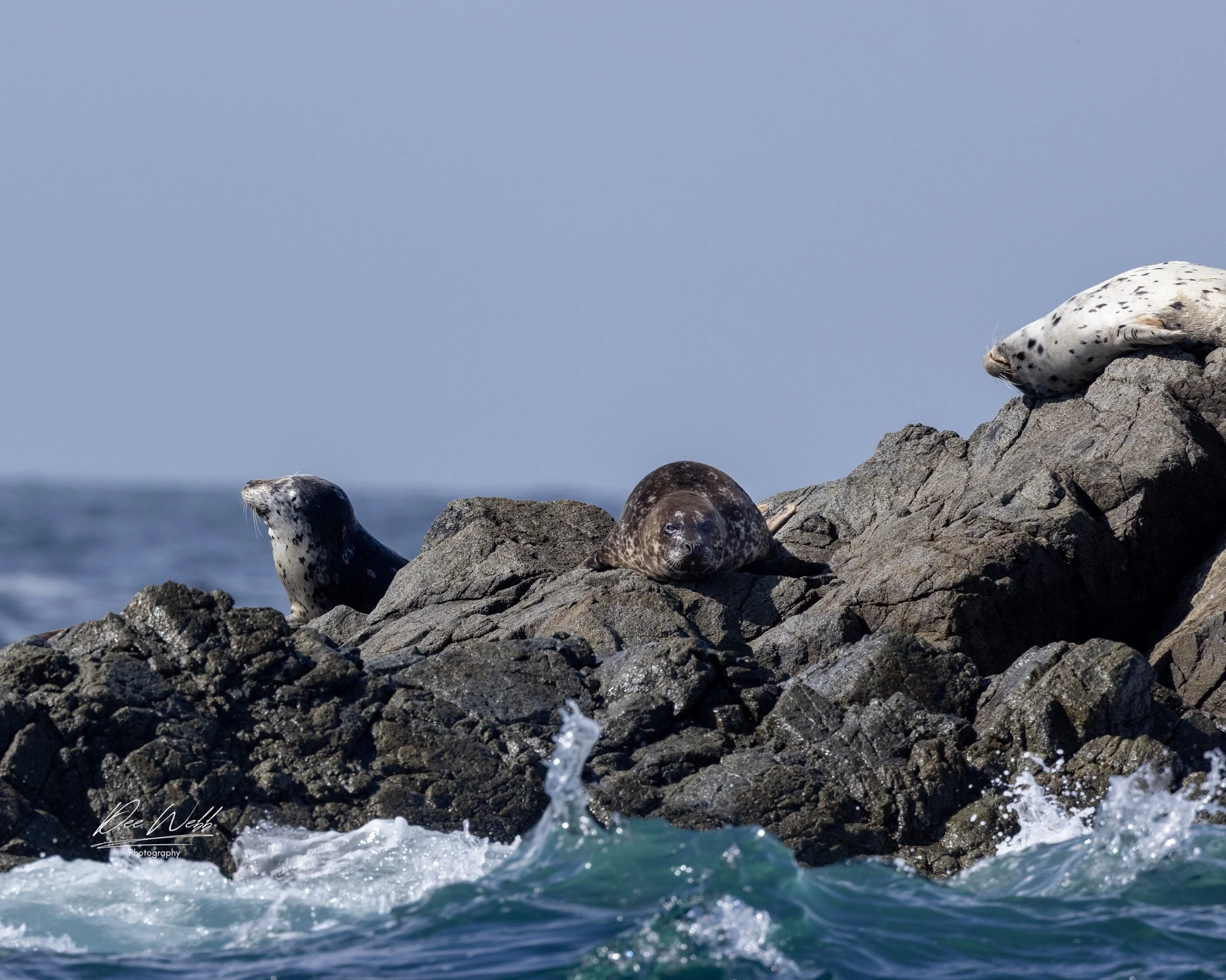 Bamfeild Seals 8.jpg