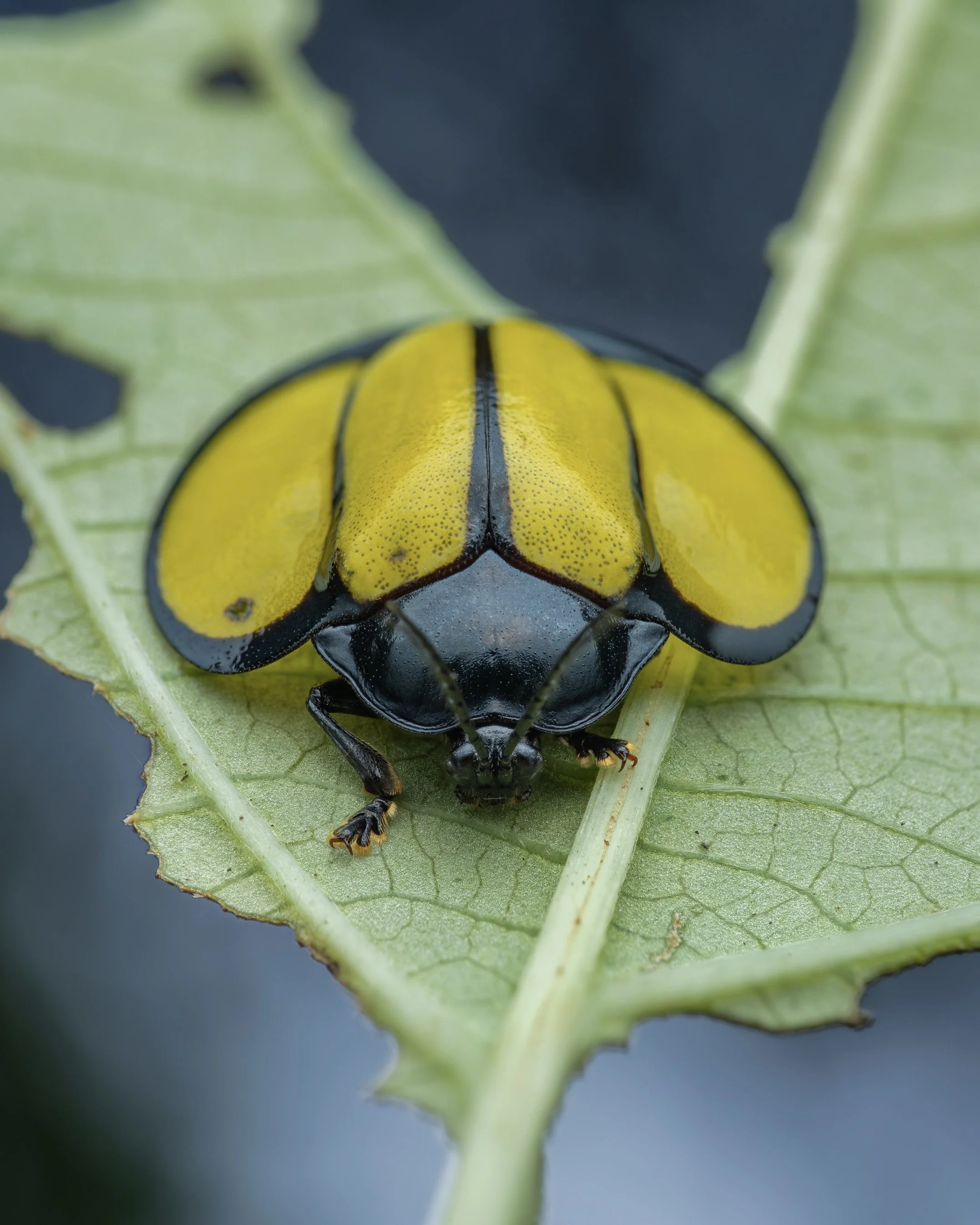 Close-up of a yellow and black beetle sitting on a green leaf.