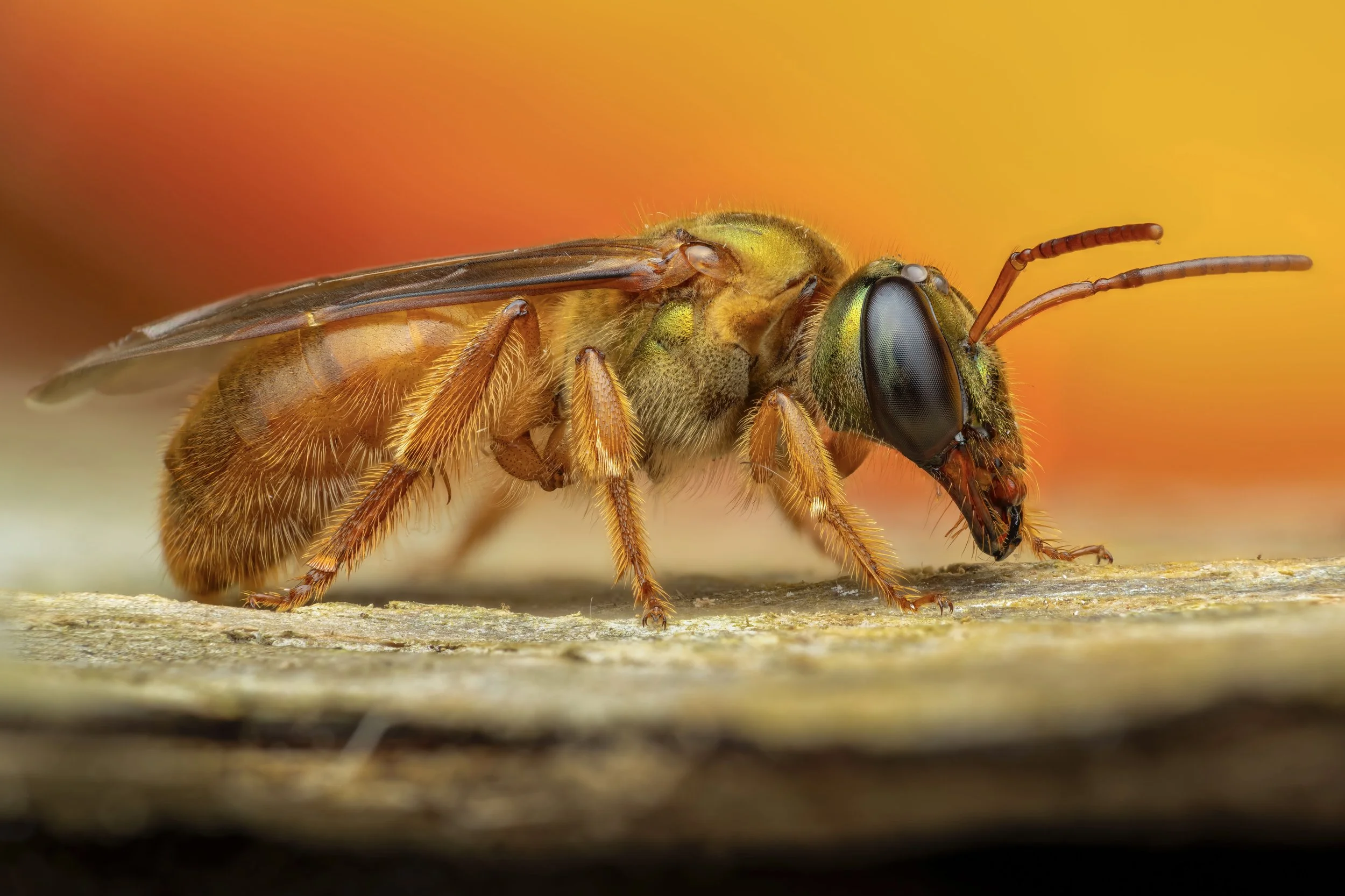 Close-up of a bee on a wooden surface with a blurred orange and yellow background.