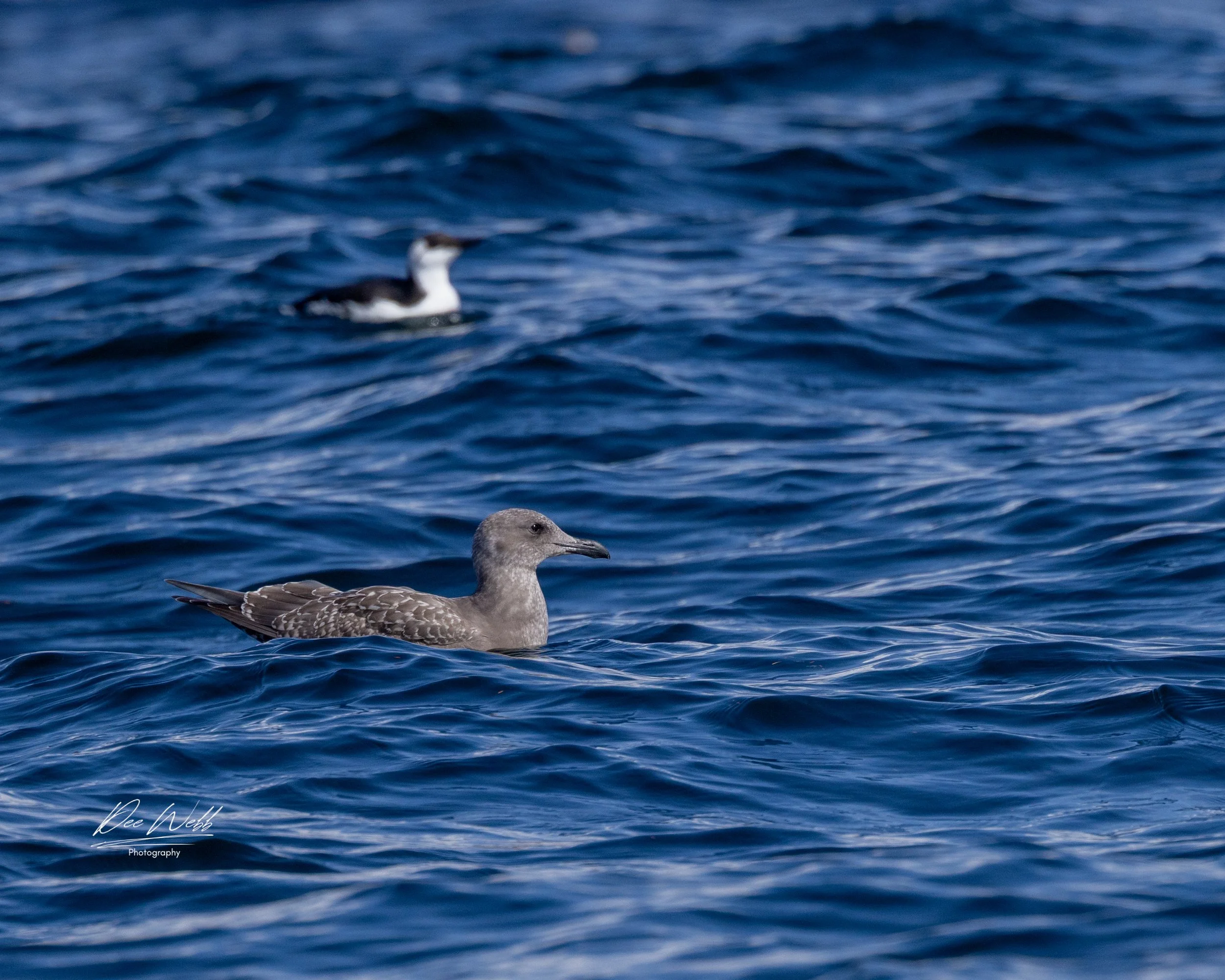 Bamfeild Birds 1.jpg