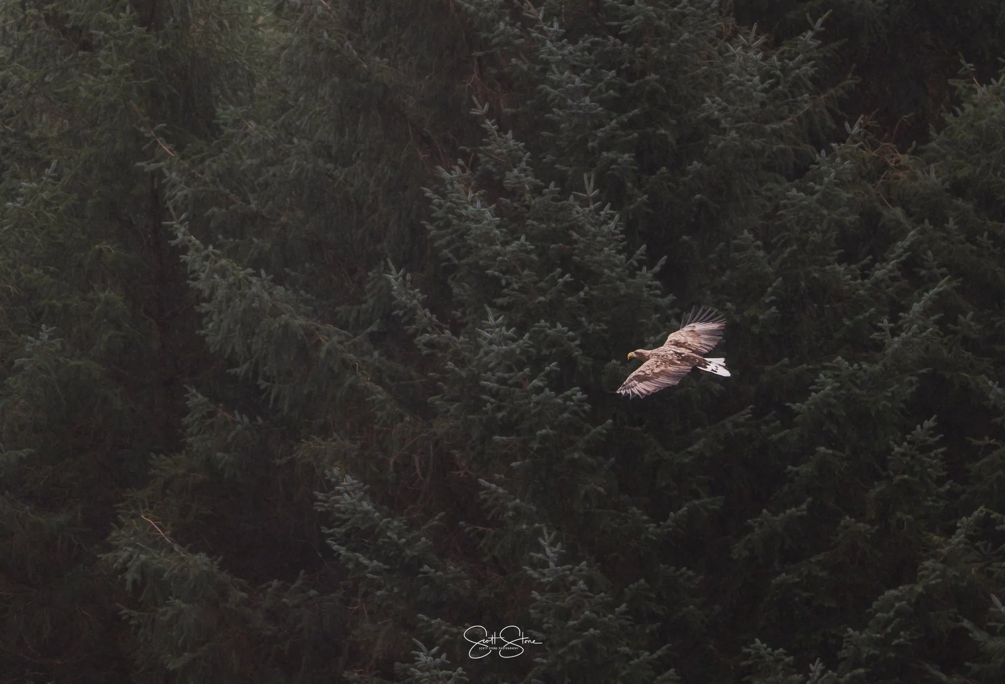 A bird flying through a dark evergreen forest.