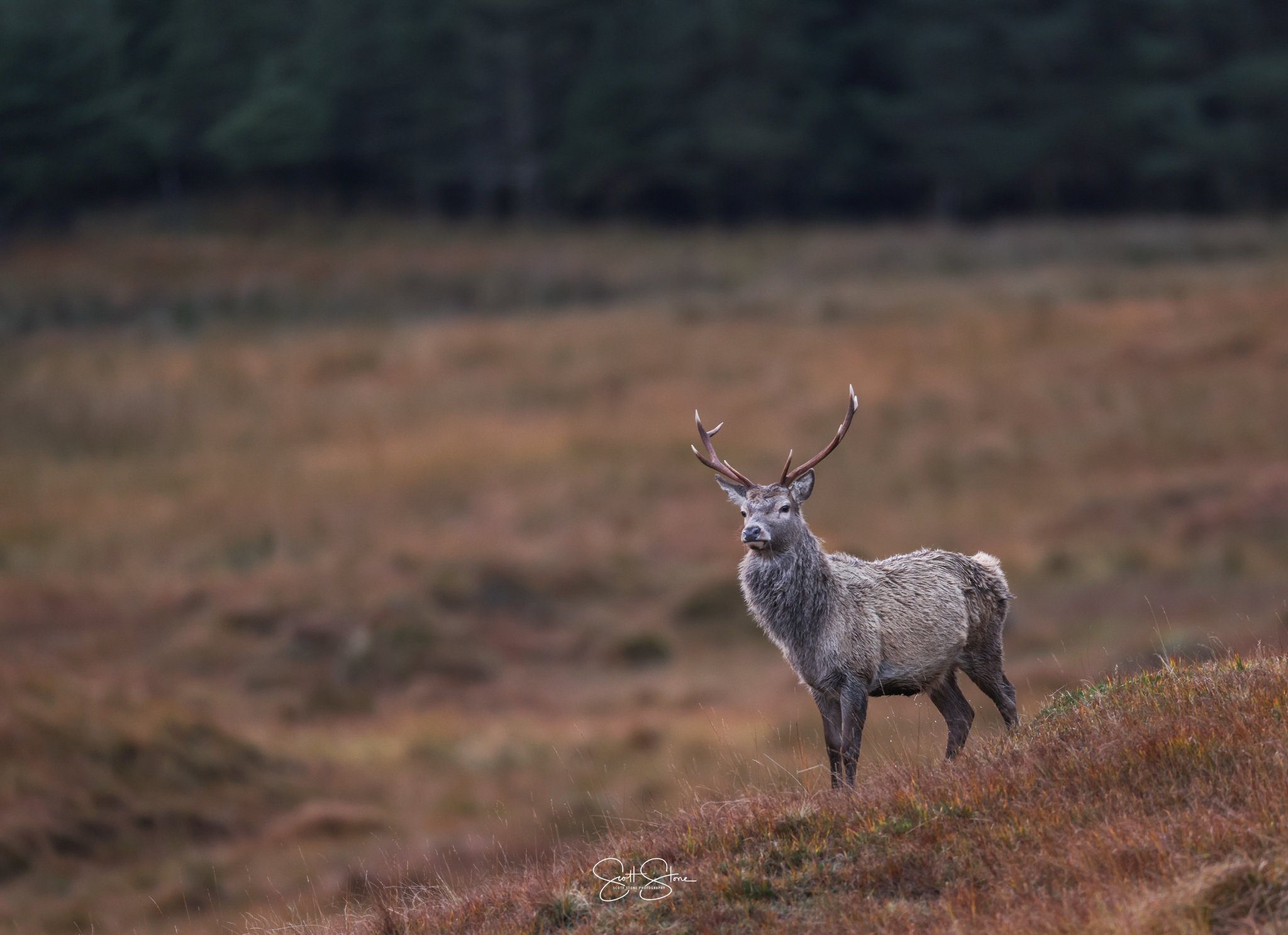 A male deer with antlers standing on a grassy hill in a natural outdoor setting with a blurred background of trees and landscape.
