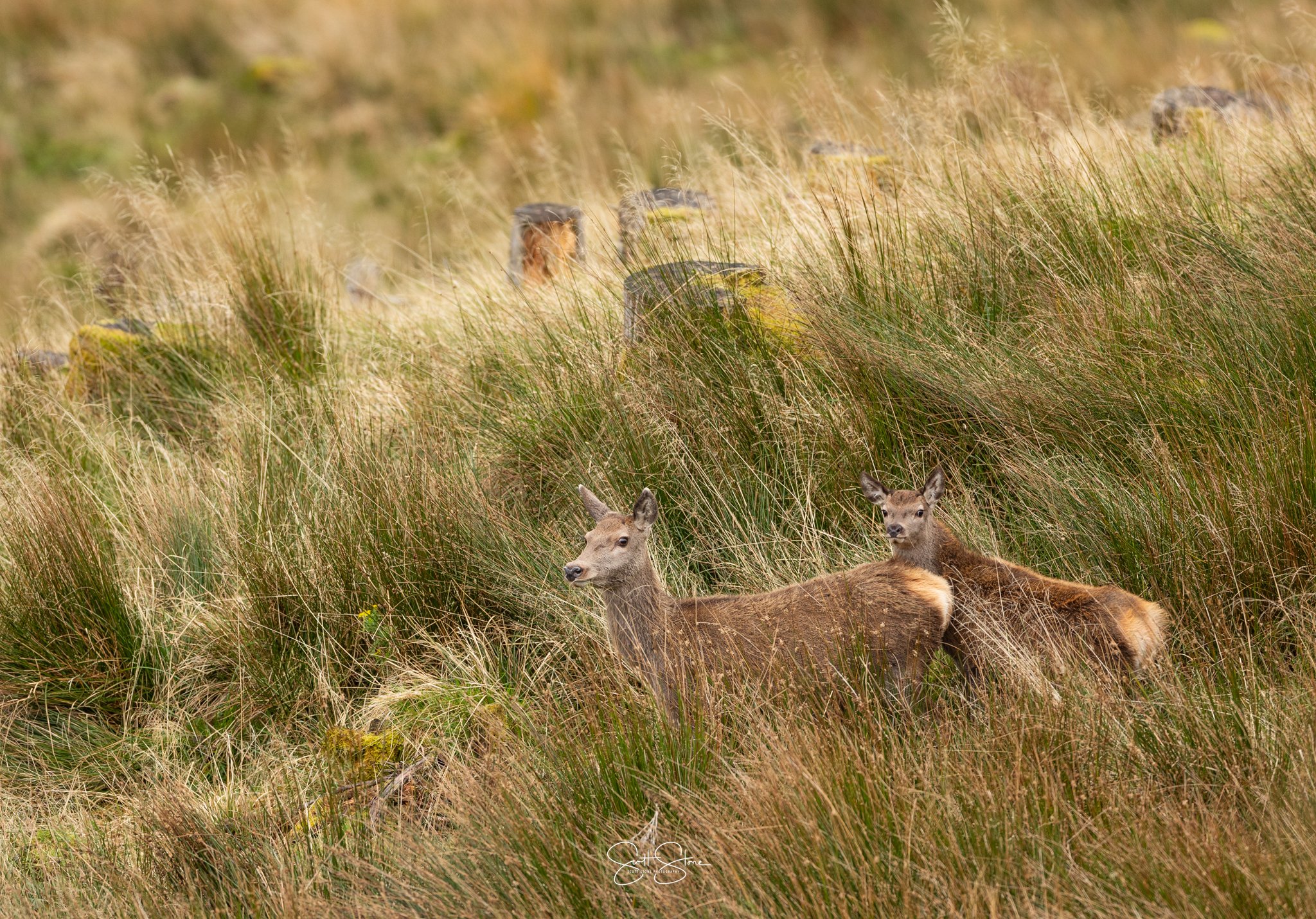 Deer resting in tall grass in a natural meadow with a herd of elk partially obscured in the background.