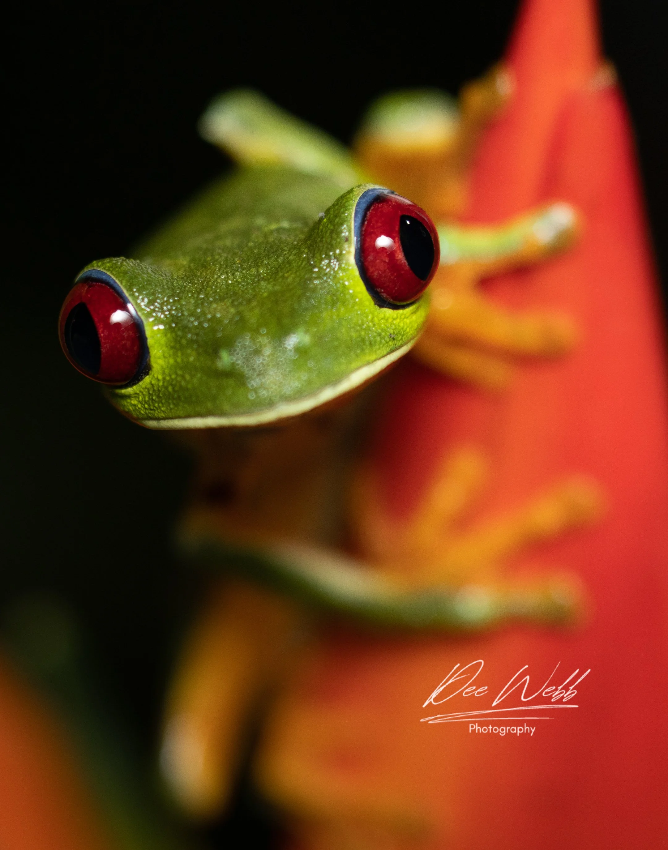 Close-up of a green tree frog with large red eyes on an orange plant stem.
