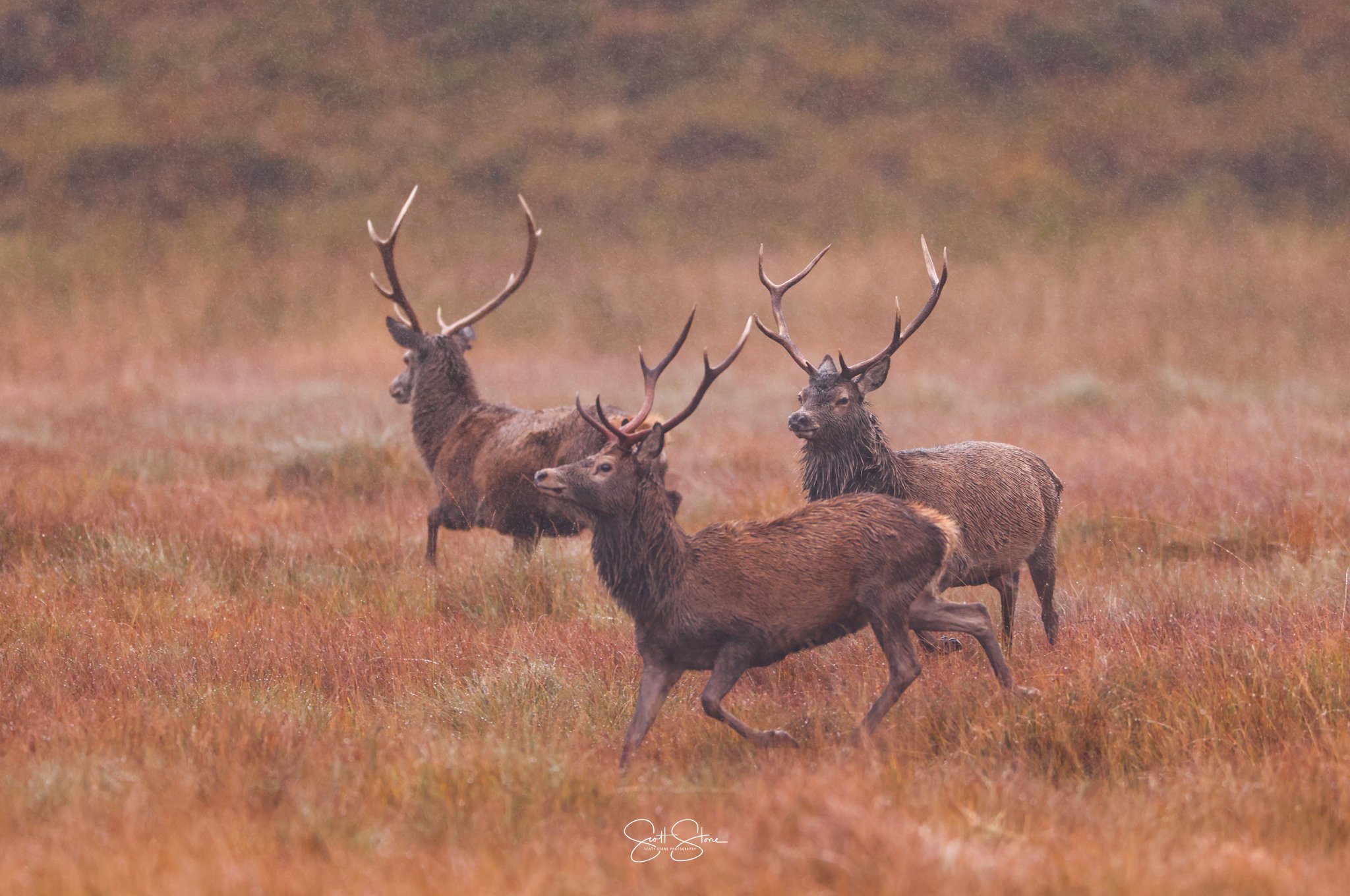 Three elk with large antlers standing on a grassy field with a blurry background.