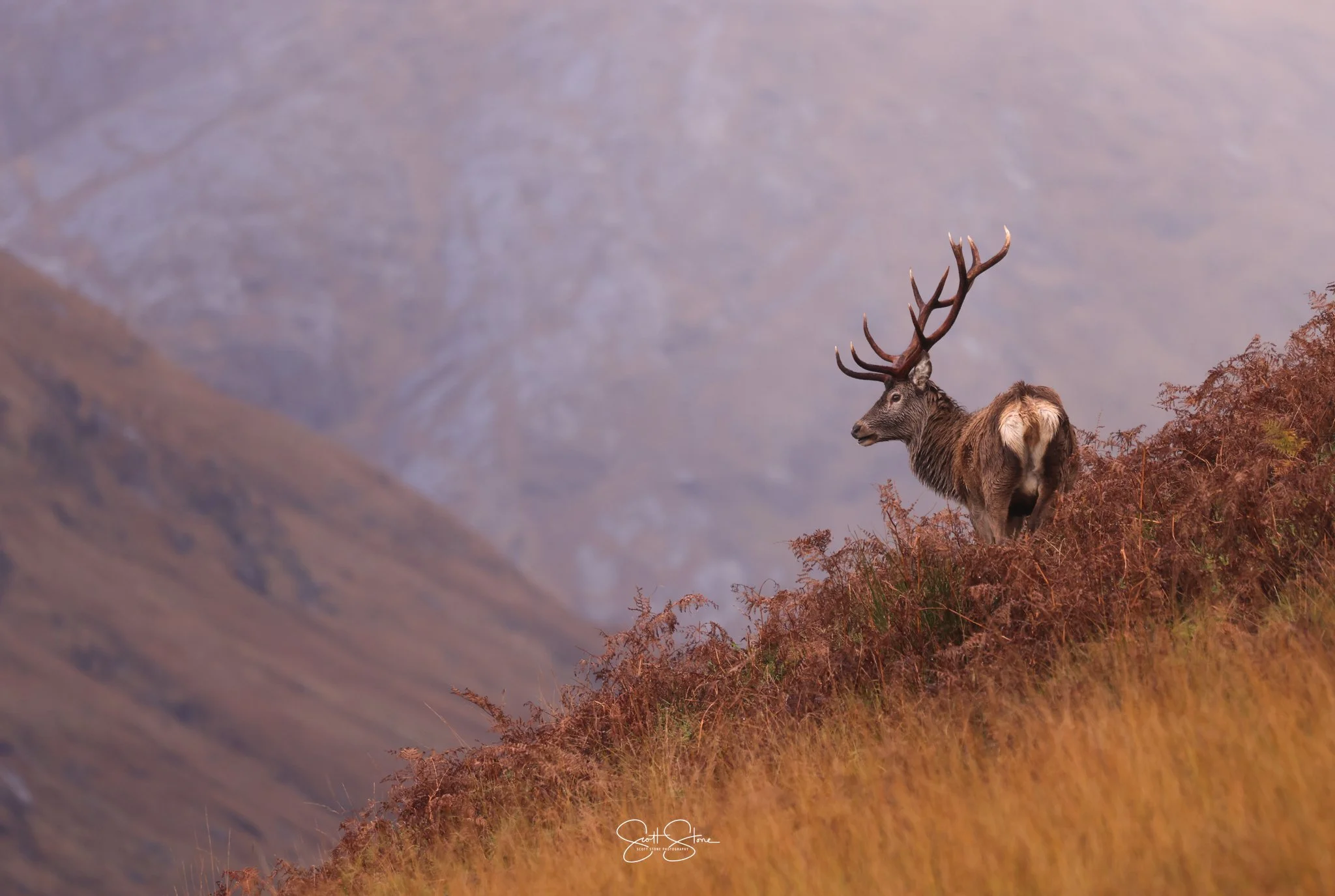 A majestic stag with large antlers standing on a hillside covered in brown and orange plants, overlooking a mountain landscape with misty peaks in the background.