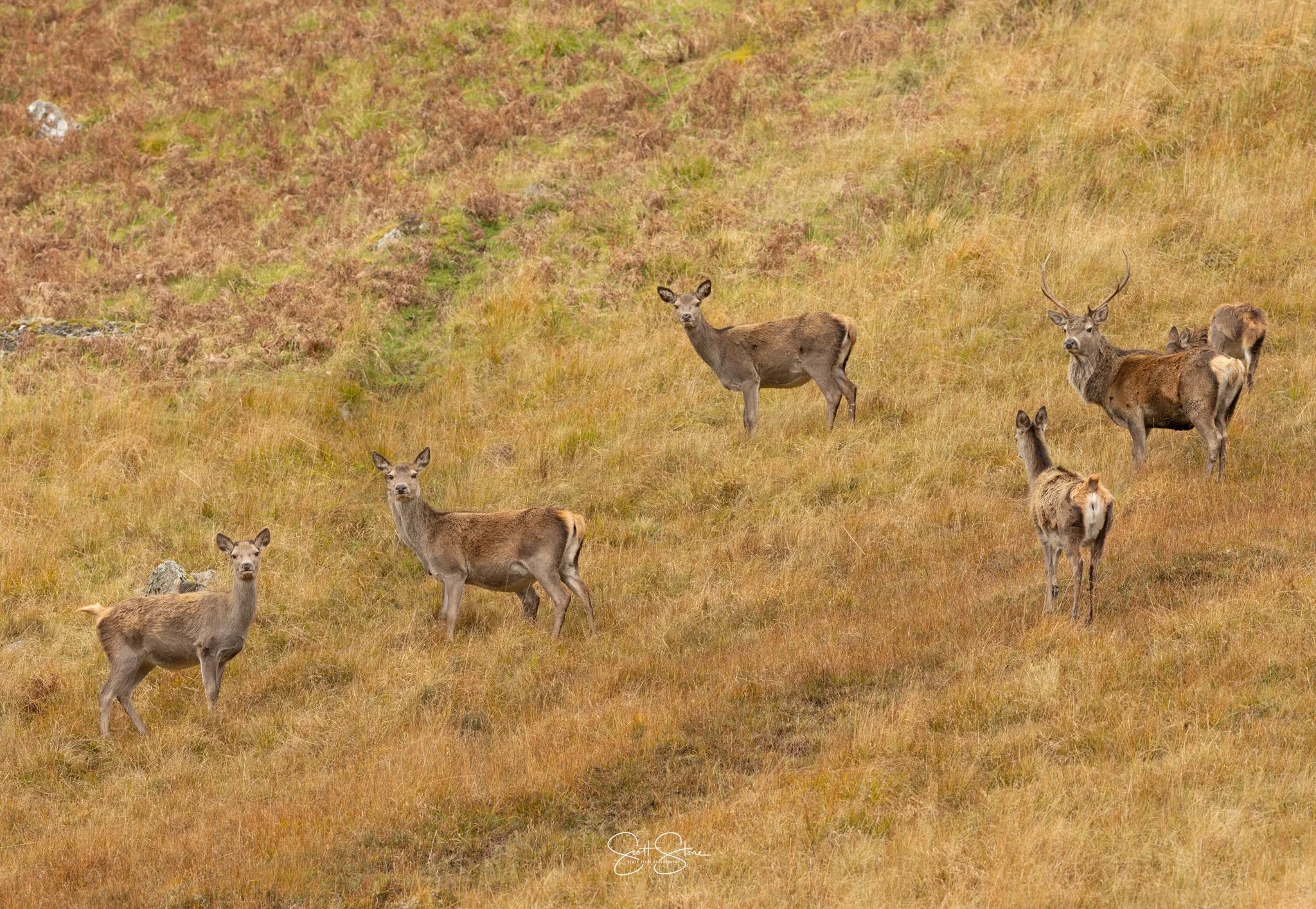 A group of seven deer standing on a grassy hillside in a natural environment.